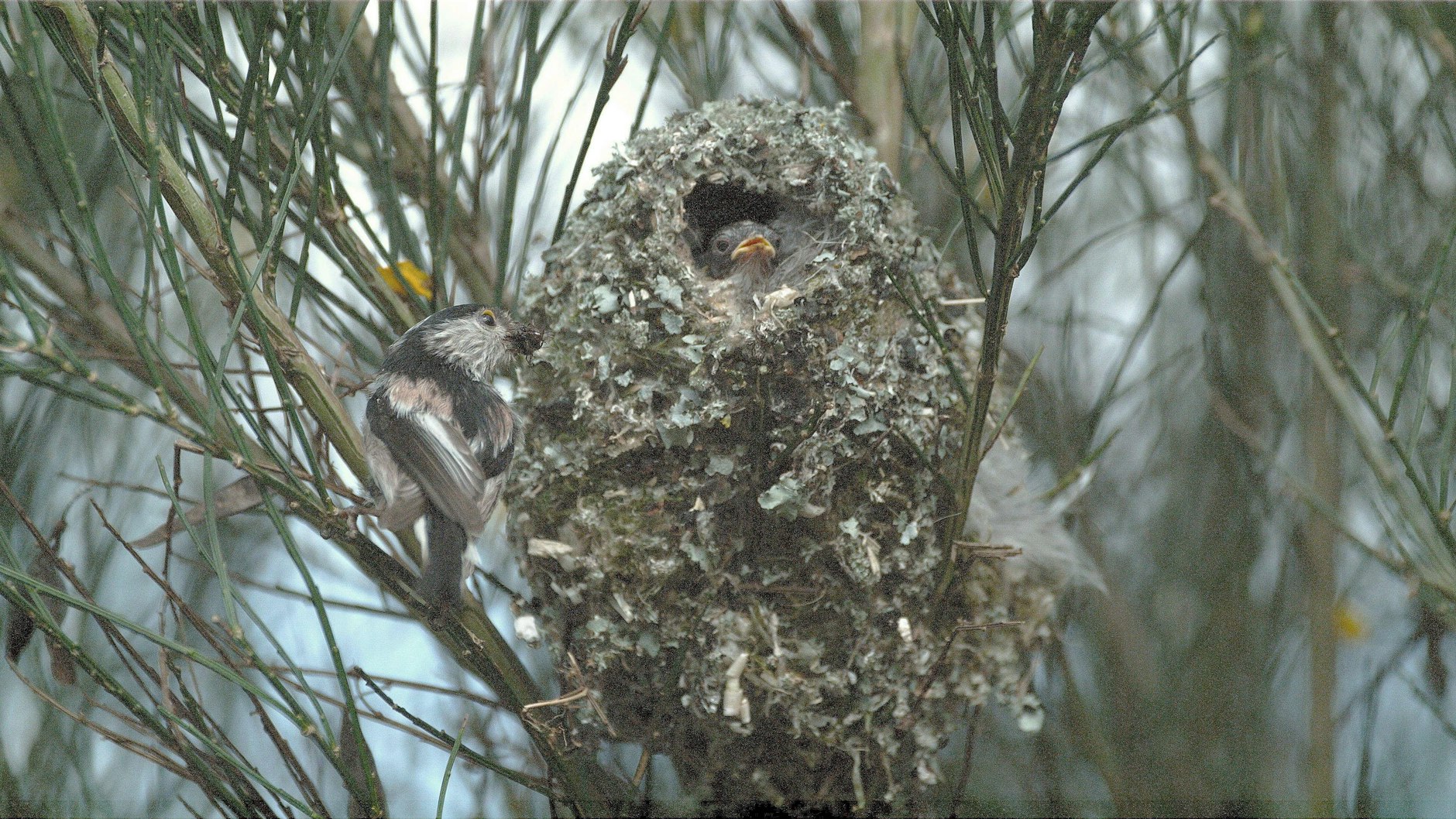 Solche Nester bauen Schwanzmeisen. Vielleicht hat ja unser Autor Glück, dass sein bekloppter Vogel auch für Nachwuchs sorgt.