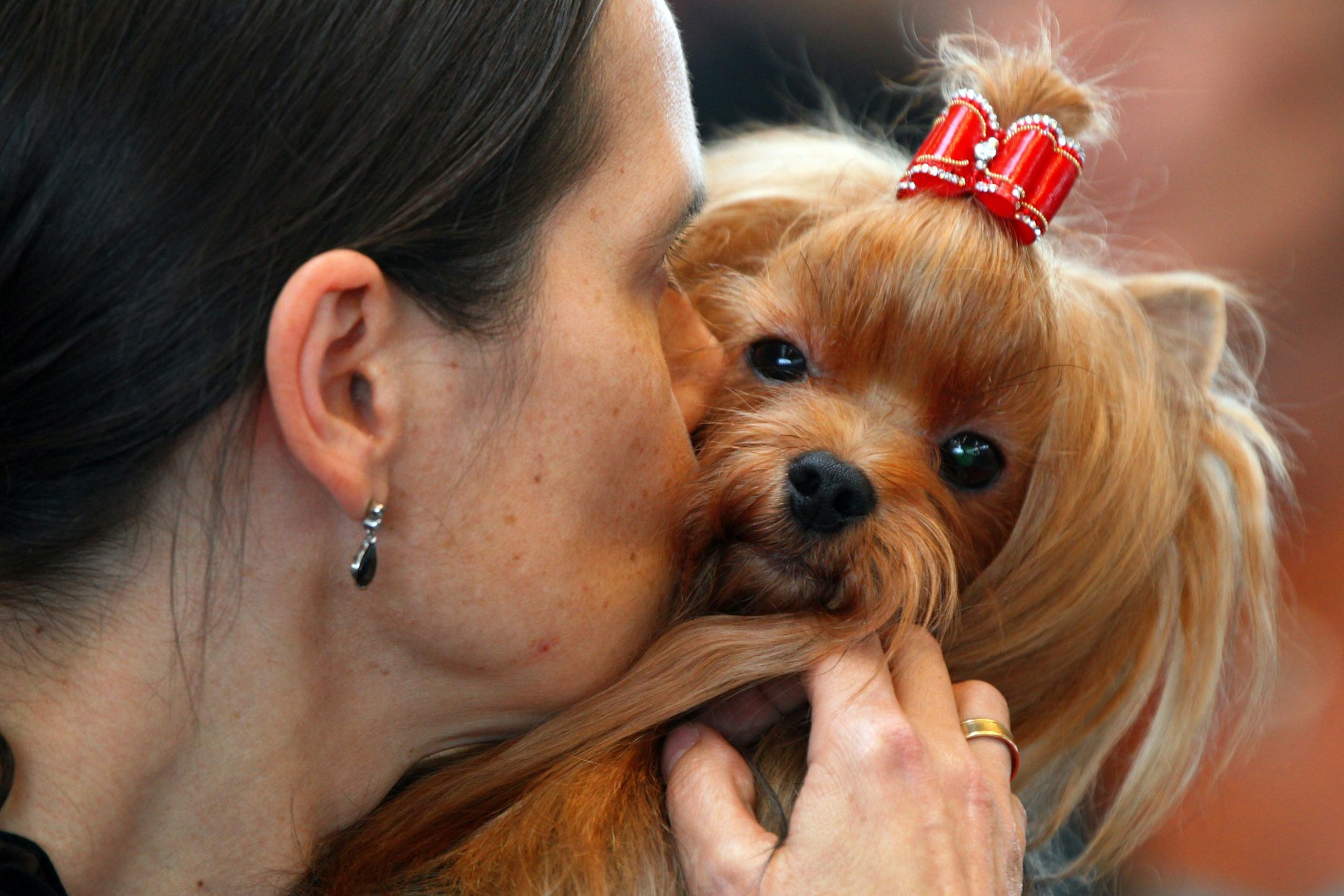 Eine Frau knuddelt mit ihrer Desire-York-Hündin bei der Internationalen Rassehundeausstellung auf der Hansemesse Rostock. 