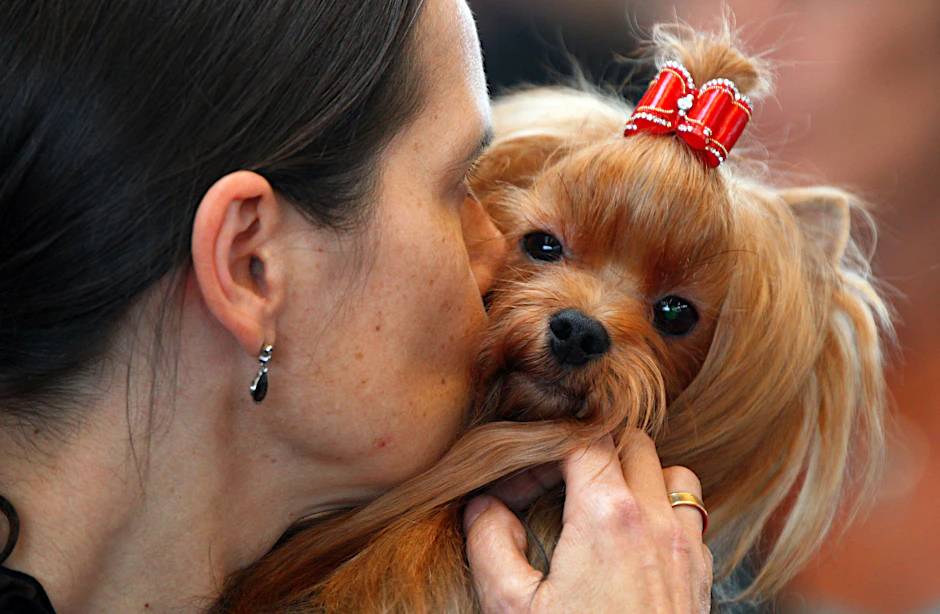 Eine Frau knuddelt mit ihrer Desire-York-Hündin bei der Internationalen Rassehundeausstellung auf der Hansemesse Rostock. 