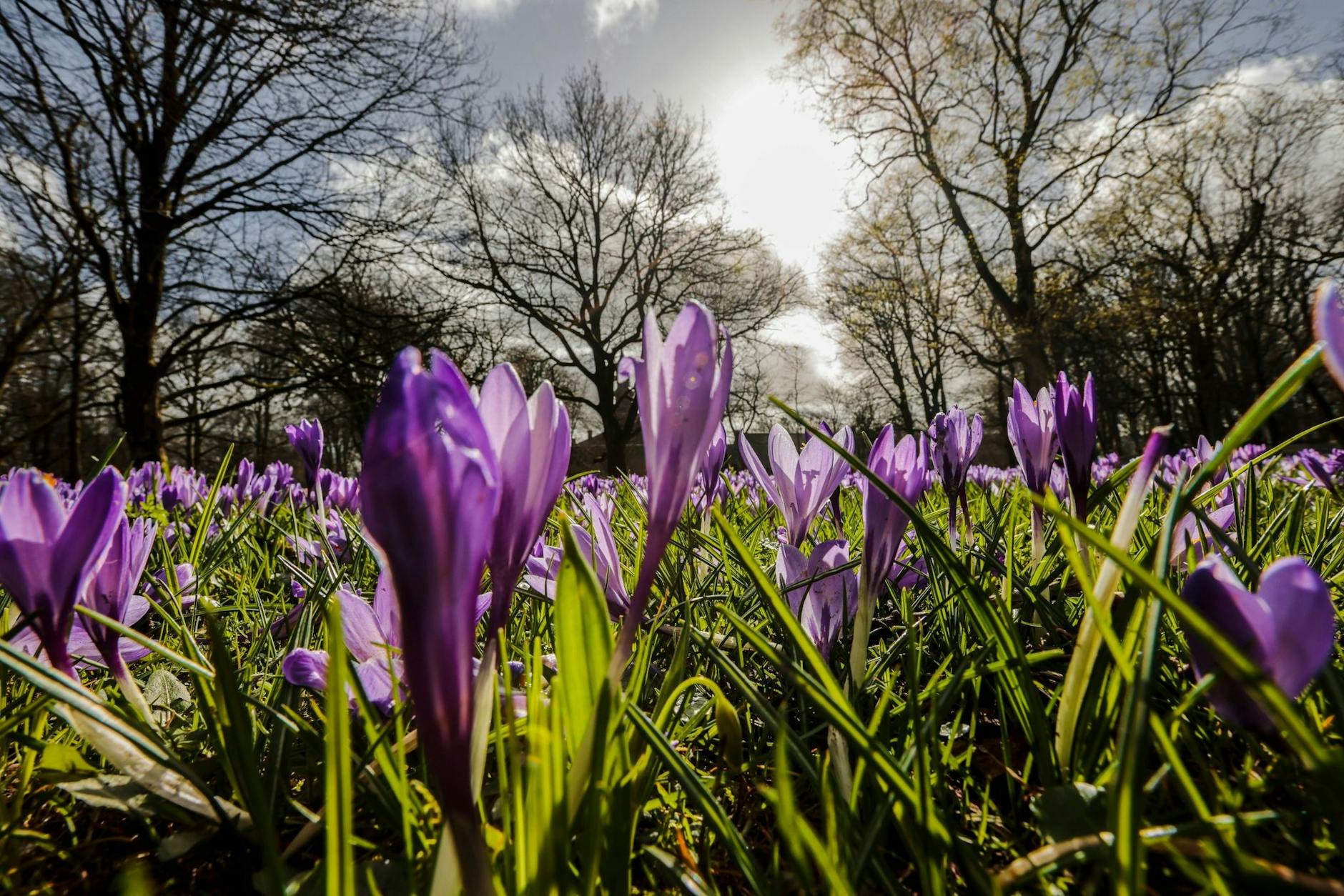 Lila Blütenteppich nach dem grauen Winter: Mehr als vier Millionen Krokusse sollen in Husum blühen. Das Krokusblütenfest ist seit 26 Jahren Tradition - auch wenn niemand weiß, wie die Pflanze aus den südlichen Regionen Europas nach Nordfriesland gekommen ist.