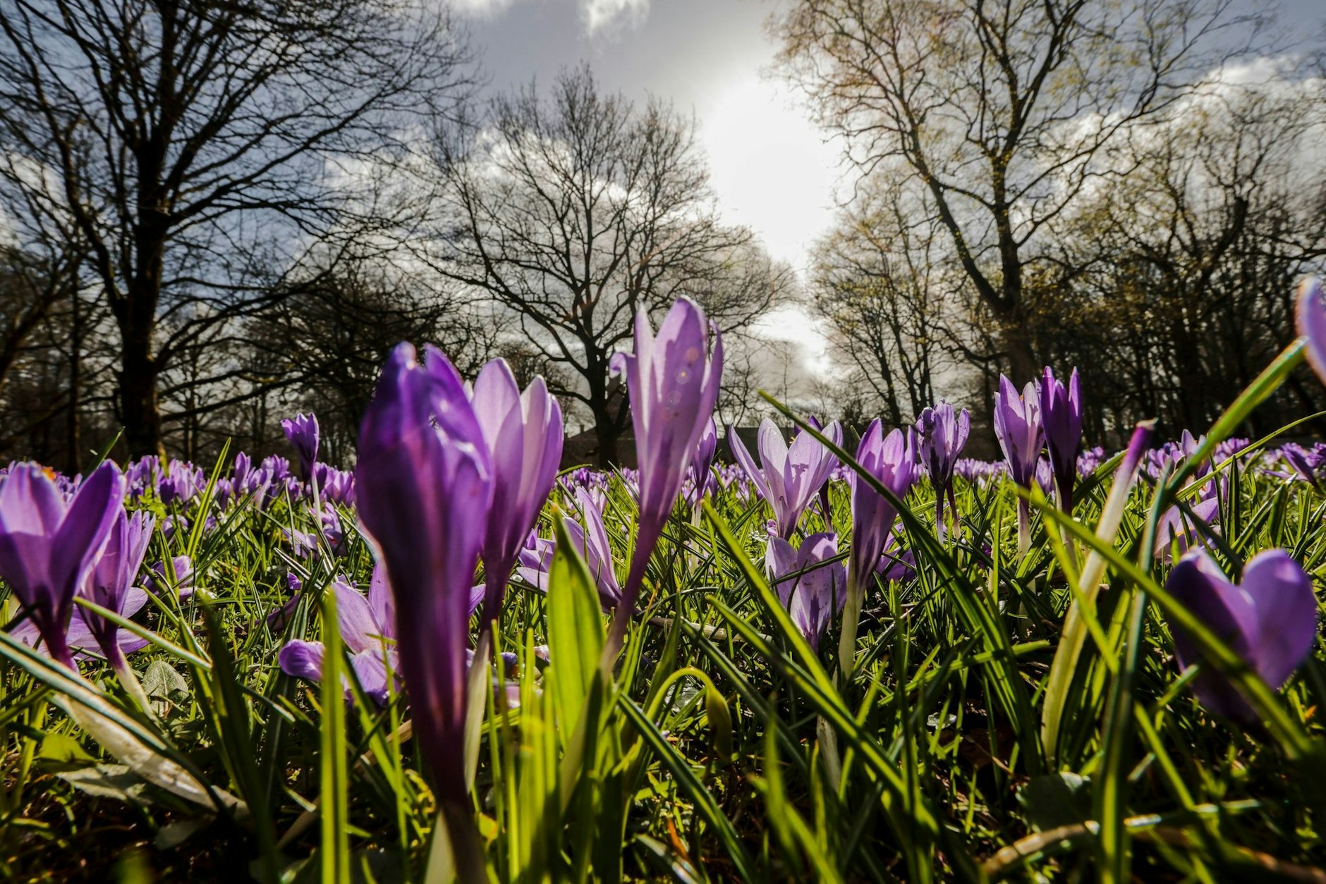 Lila Blütenteppich nach dem grauen Winter: Mehr als vier Millionen Krokusse sollen in Husum blühen. Das Krokusblütenfest ist seit 26 Jahren Tradition - auch wenn niemand weiß, wie die Pflanze aus den südlichen Regionen Europas nach Nordfriesland gekommen ist.  