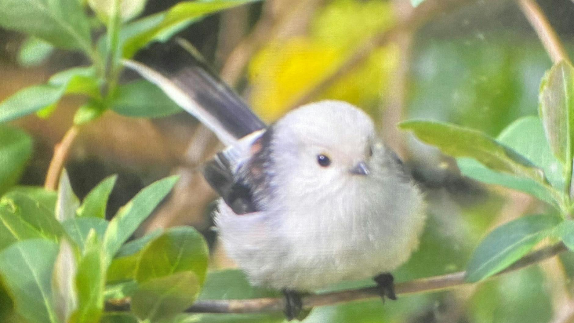 Die freche Schwanzmeise durch die Glasscheibe fotografiert: Wenn er da so friedlich sitzt, kann der bekloppte Vogel auch ganz süß und lieb sein.
