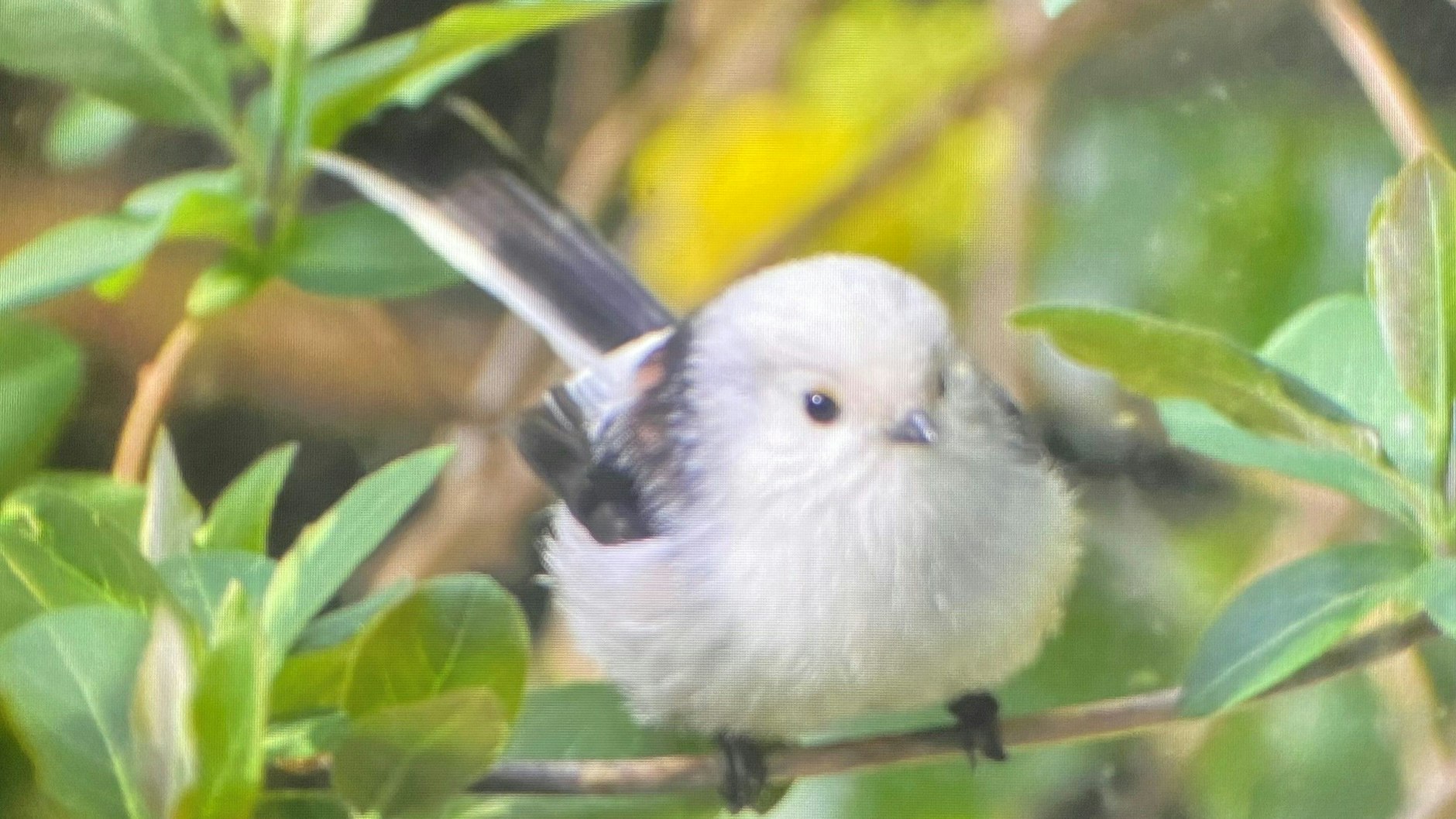 Die freche Schwanzmeise durch die Glasscheibe fotografiert: Wenn er da so friedlich sitzt, kann der bekloppte Vogel auch ganz süß und lieb sein.