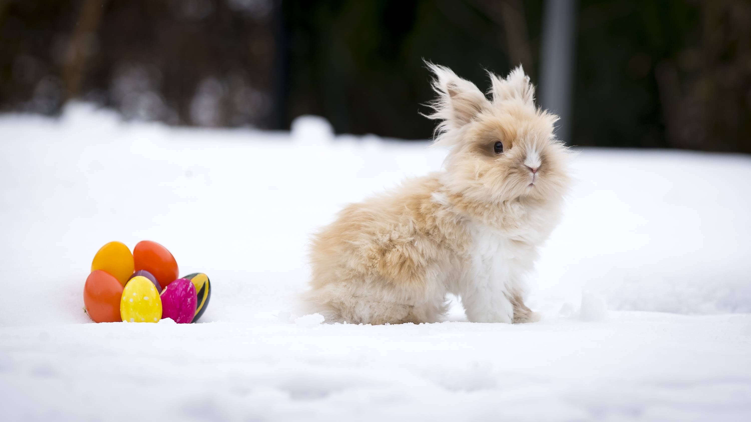Chaos beim Wetter: Vorsicht, Temperatur-Sturz! Wie kalt wird es zu Ostern?