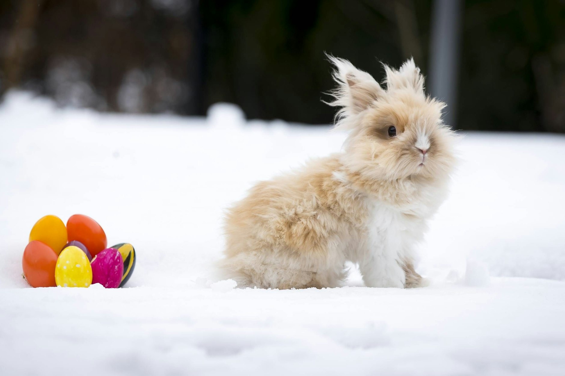 Kommt der Osterhase dieses Jahr im Schnee? Auch wenn es nochmal kalt wird, ist das laut Wetter-Experten eher unwahrscheinlich.