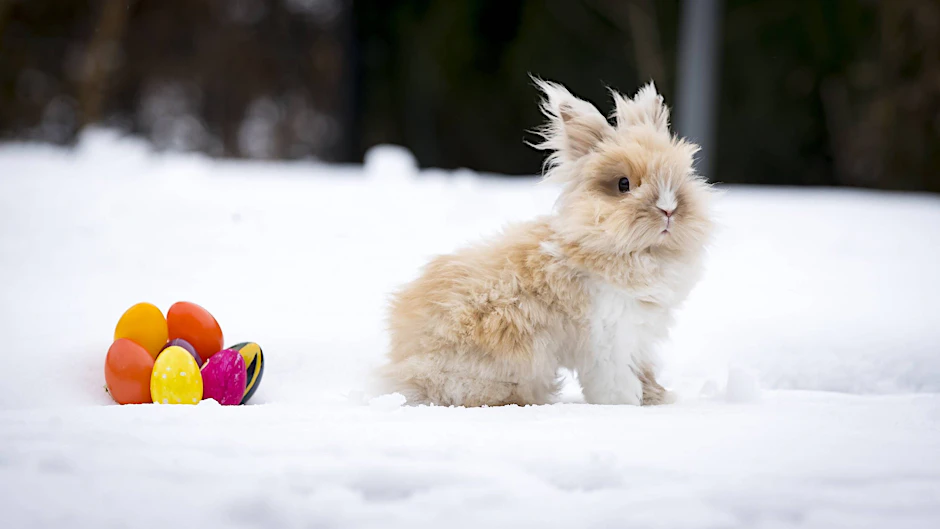 Kommt der Osterhase dieses Jahr im Schnee? Auch wenn es nochmal kalt wird, ist das laut Wetter-Experten eher unwahrscheinlich.