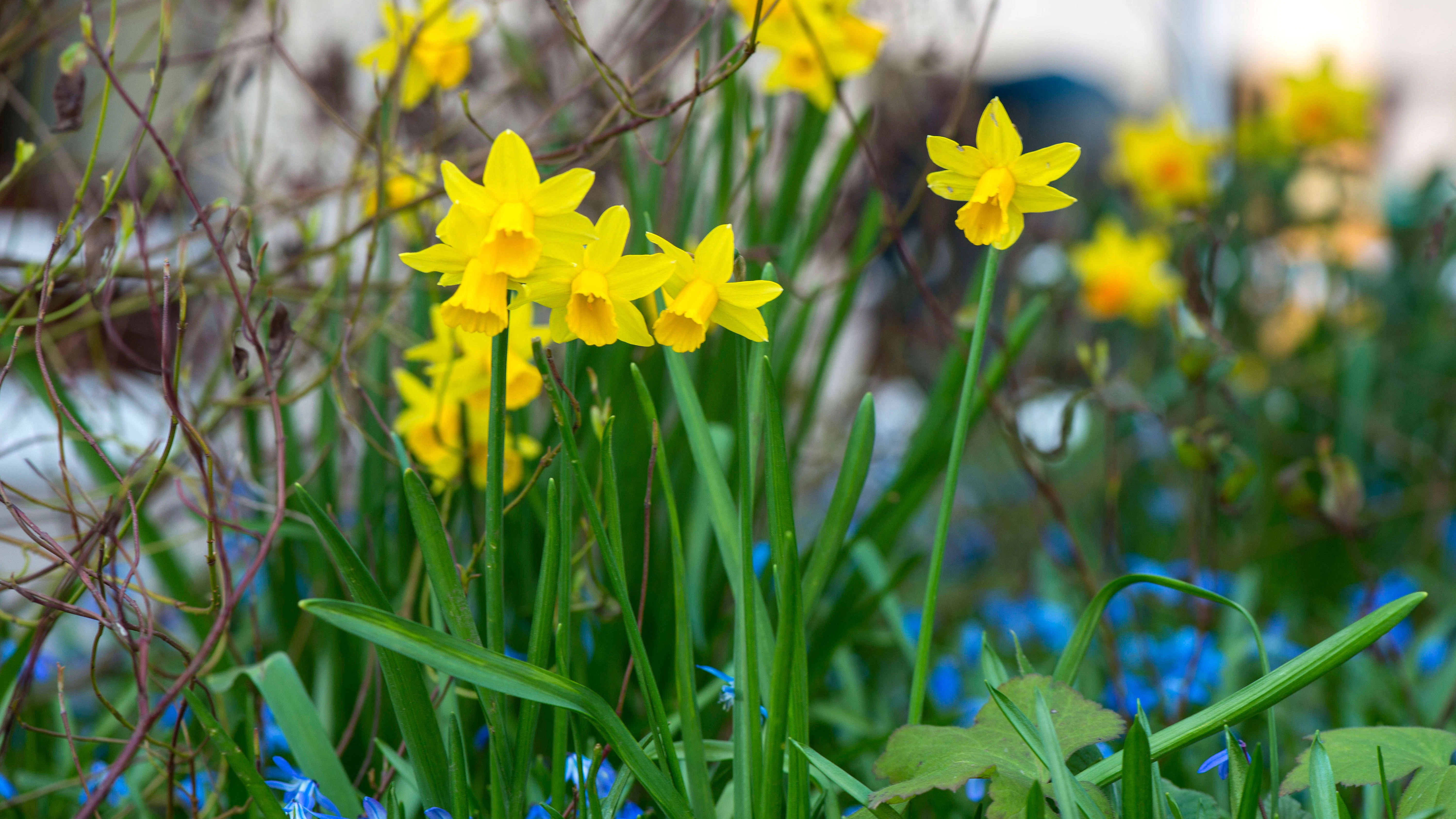 Die Frühlingsblumen lassen sich in vielen Regionen Deutschlands schon seit Wochen bestaunen. Doch erst am 20. März ist offiziell Frühlingsanfang.