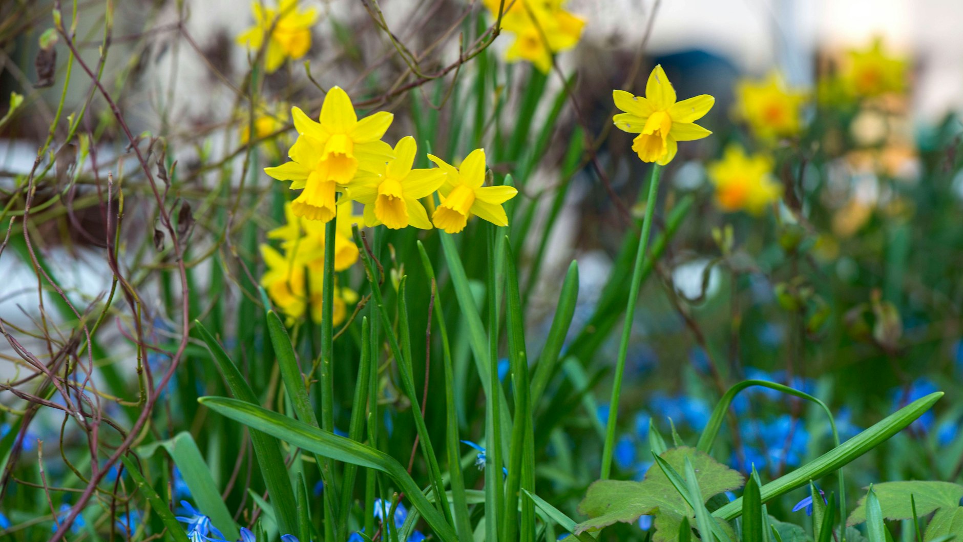 Die Frühlingsblumen lassen sich in vielen Regionen Deutschlands schon seit Wochen bestaunen. Doch erst am 20. März ist offiziell Frühlingsanfang.