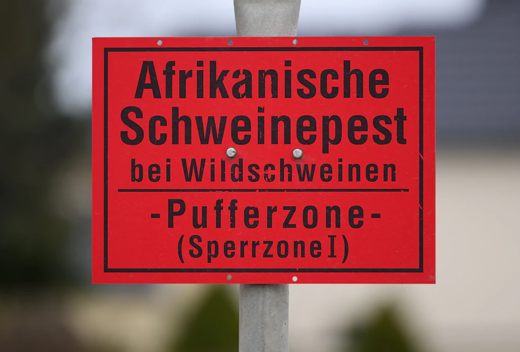 Schweinepest in Brandenburg hat jetzt den „Polizeiruf 110“ erwischt