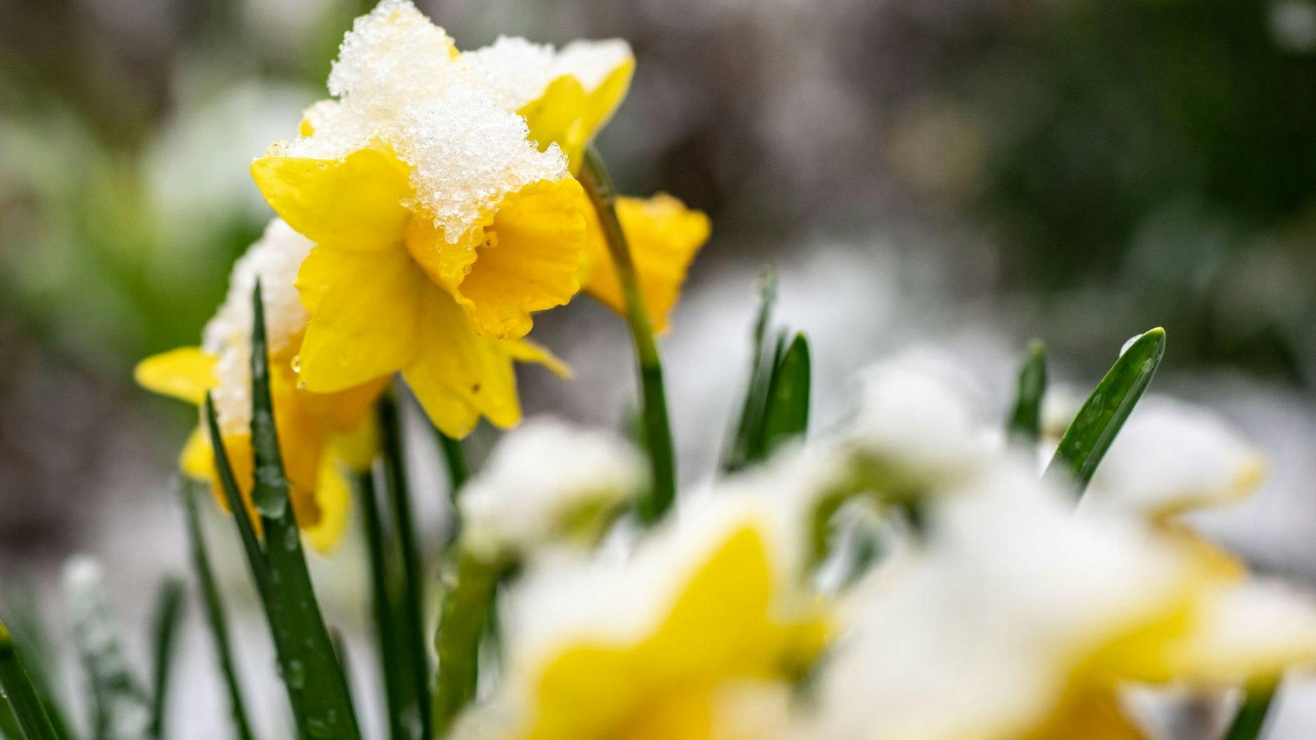 Mit Schnee und winterlichem Wetter müssen Oster-Fans nicht mehr rechnen - es wird ein heiteres Oster-Wochenende. Nur am Wochenende zuvor sinken die Temperaturen noch einmal.