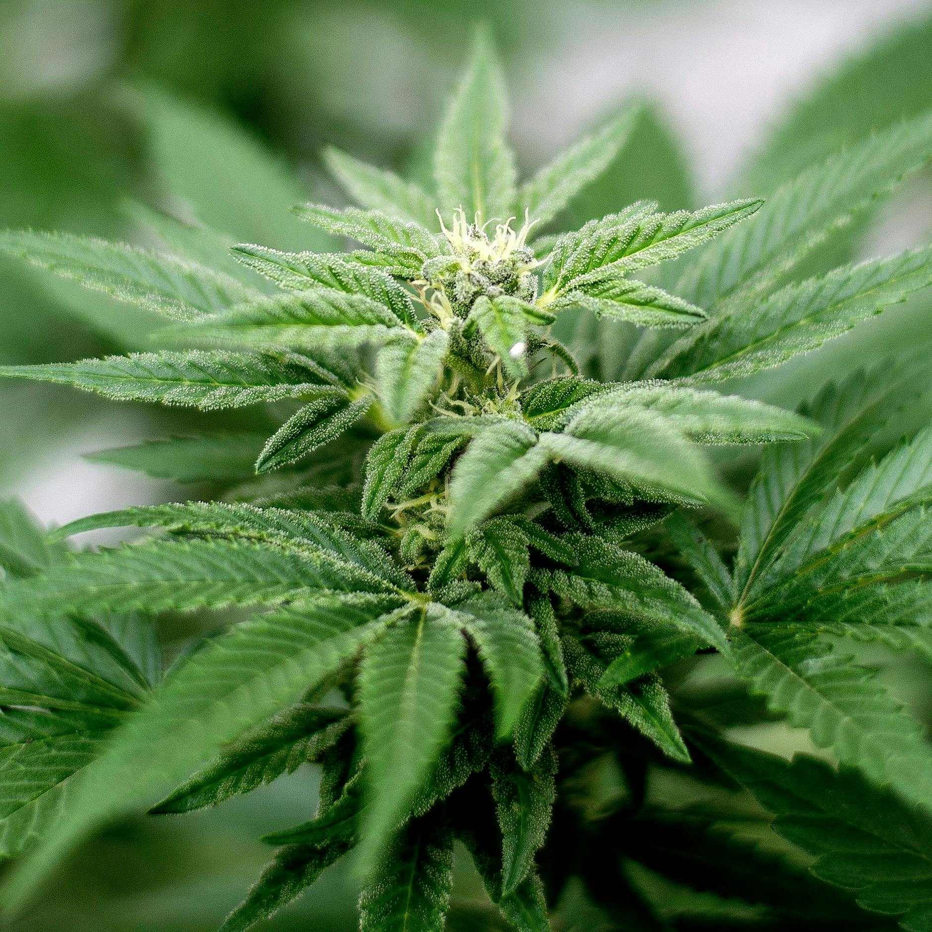 Bundesrat macht Weg für Cannabis-Legalisierung frei