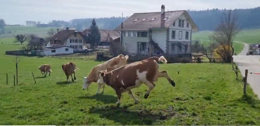 Hipp, hipp, KUHra! Wenn Kühe vor Freude ausflippen – DAS haben Sie noch nie gesehen!