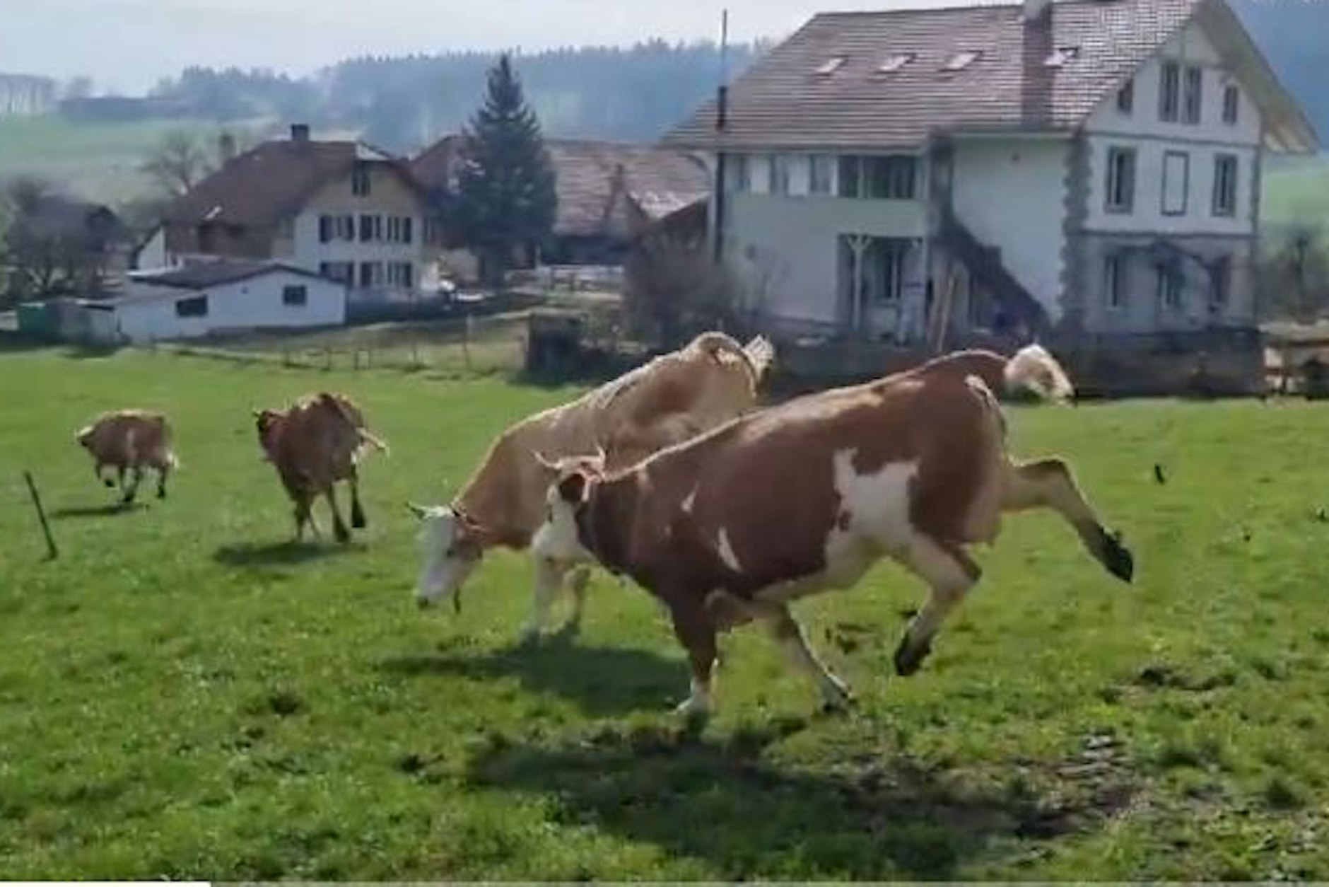 Wenn Kühe vor Freude tanzen...