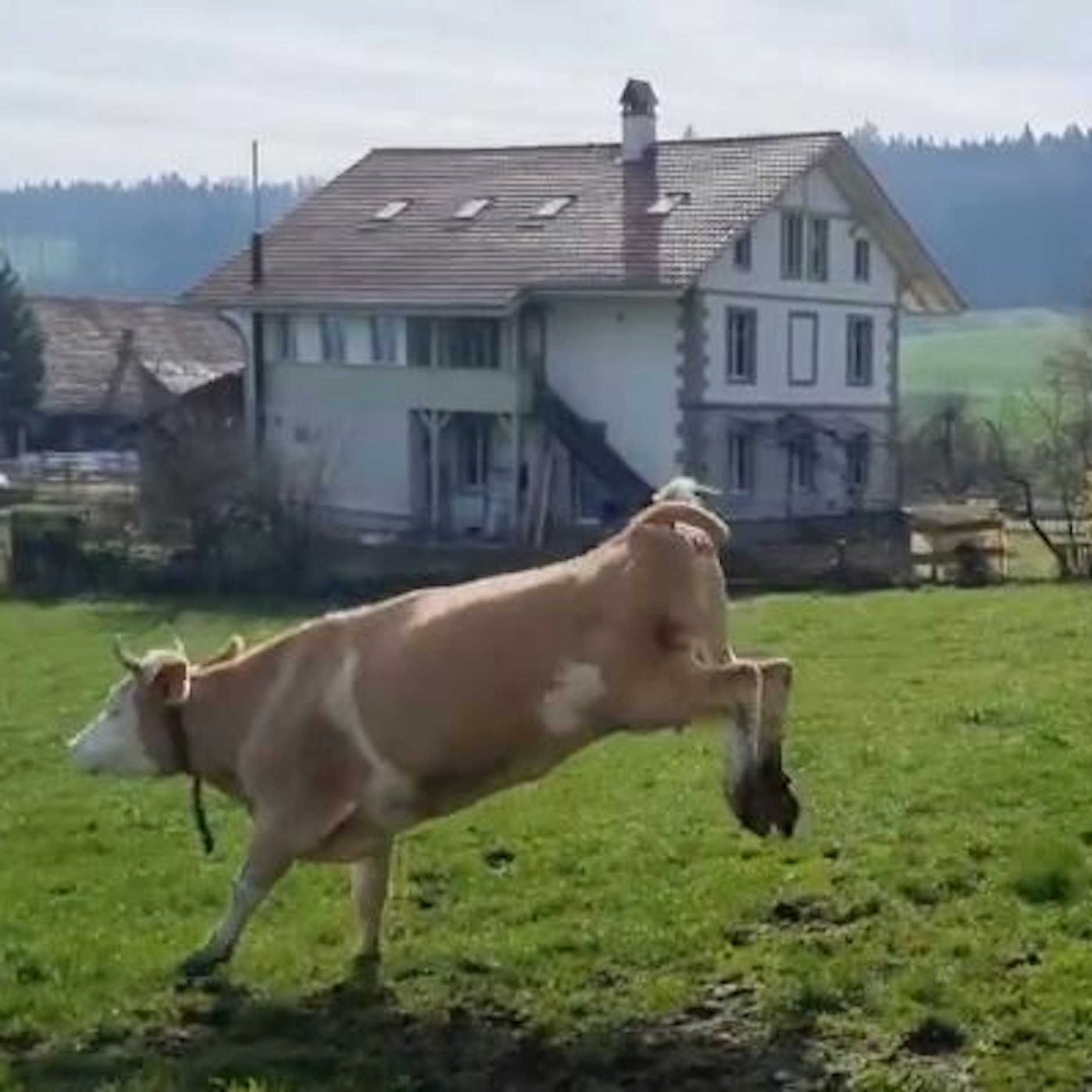 Glückliche Kühe - sie lachen und tanzen. 