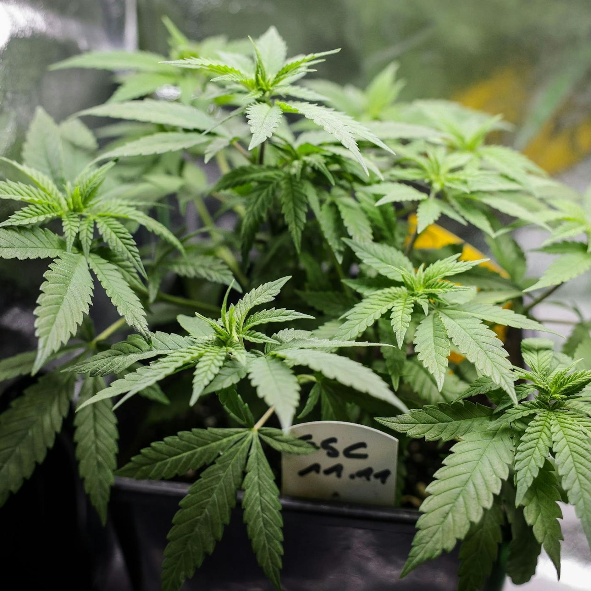 Image - Spannung vor letzter Hürde für Cannabis-Gesetz im Bundesrat
