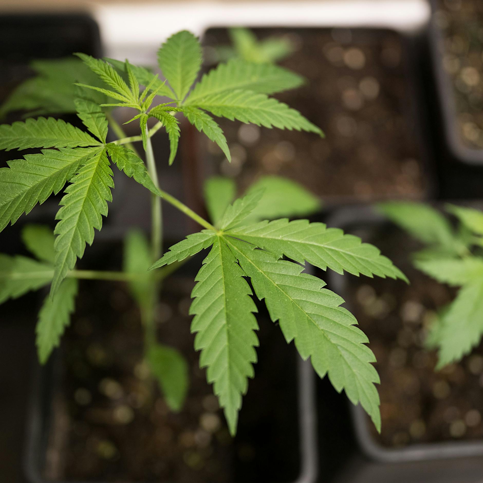 Berliner Cannabis-Club rechnet mit Schwierigkeiten beim Drogen-Anbau