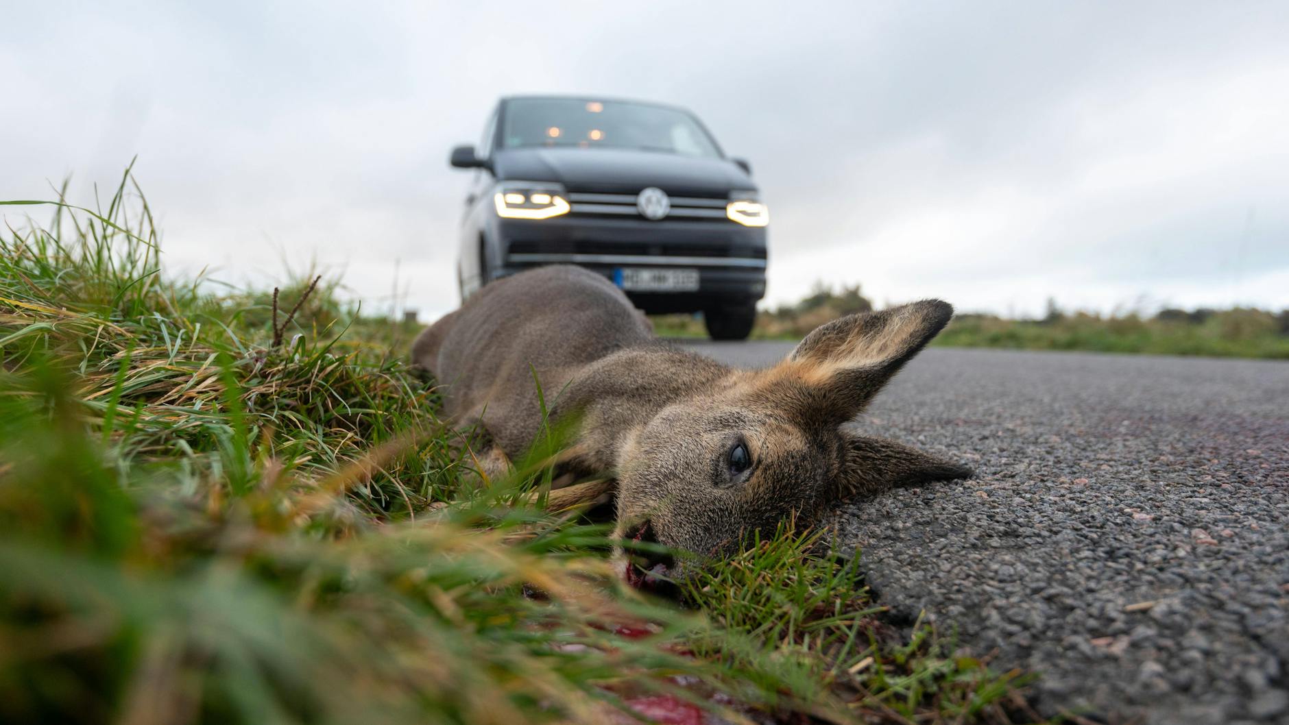 Vor allem am frühen Morgen und in der Abenddämmerung kommt es auf Deutschlands Straßen häufig zu Wildunfällen.
