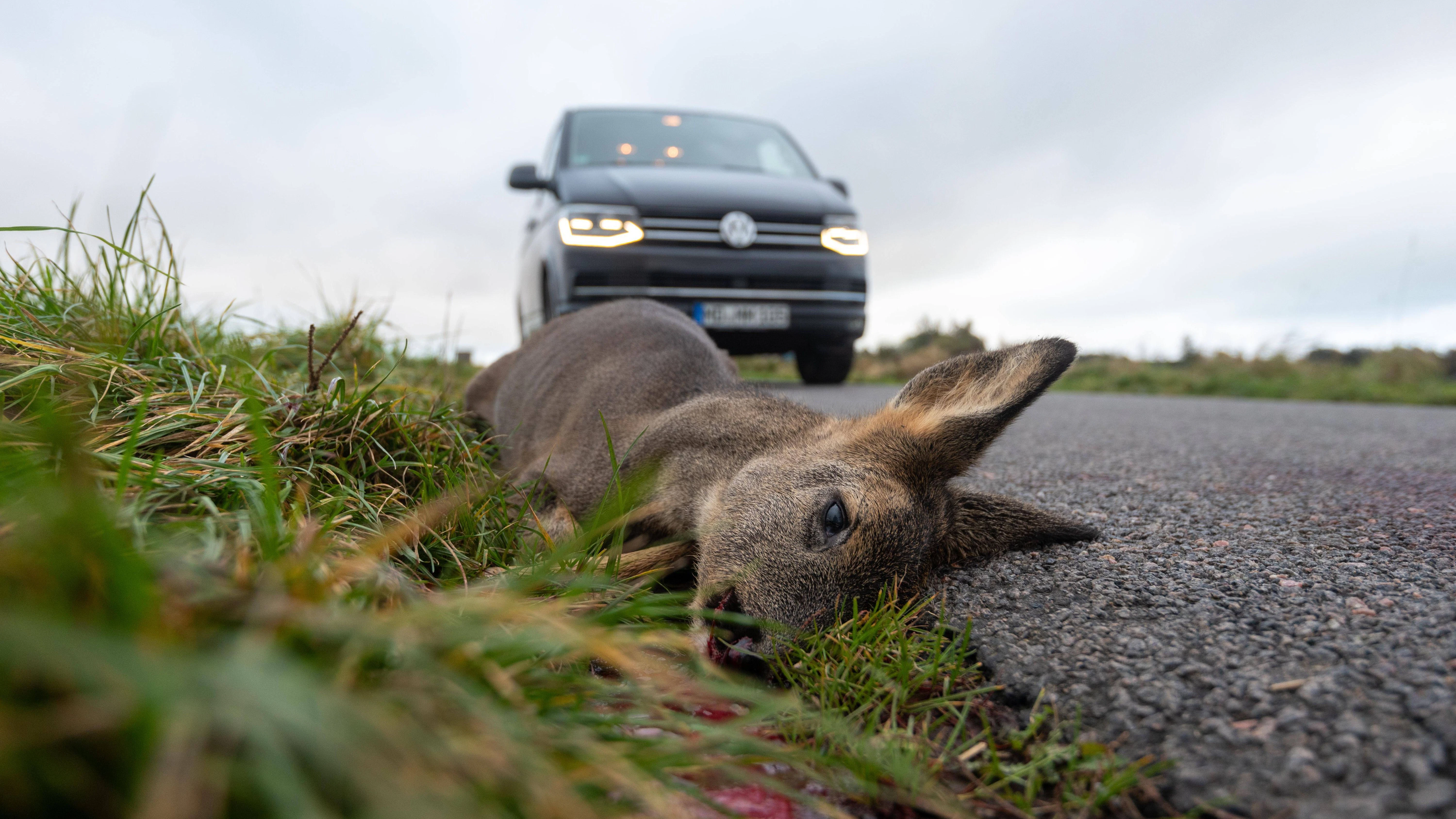 Vor allem am frühen Morgen und in der Abenddämmerung kommt es auf Deutschlands Straßen häufig zu Wildunfällen.