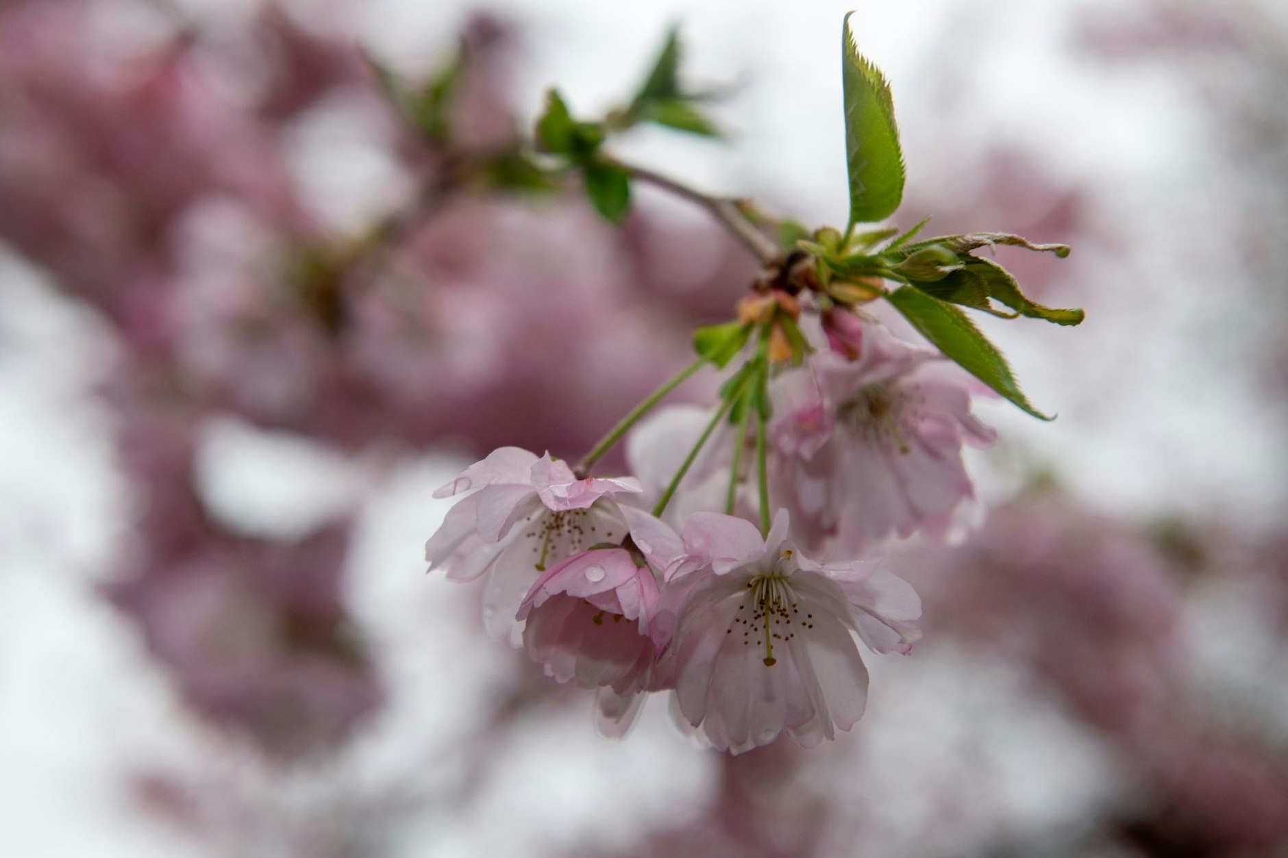 Kirschblüten zählen wohl zu den beliebtesten Fotomotiven im Frühjahr. Im Botanischen Garten in Augsburg zeigt die Pflanze ihre Farbpracht.