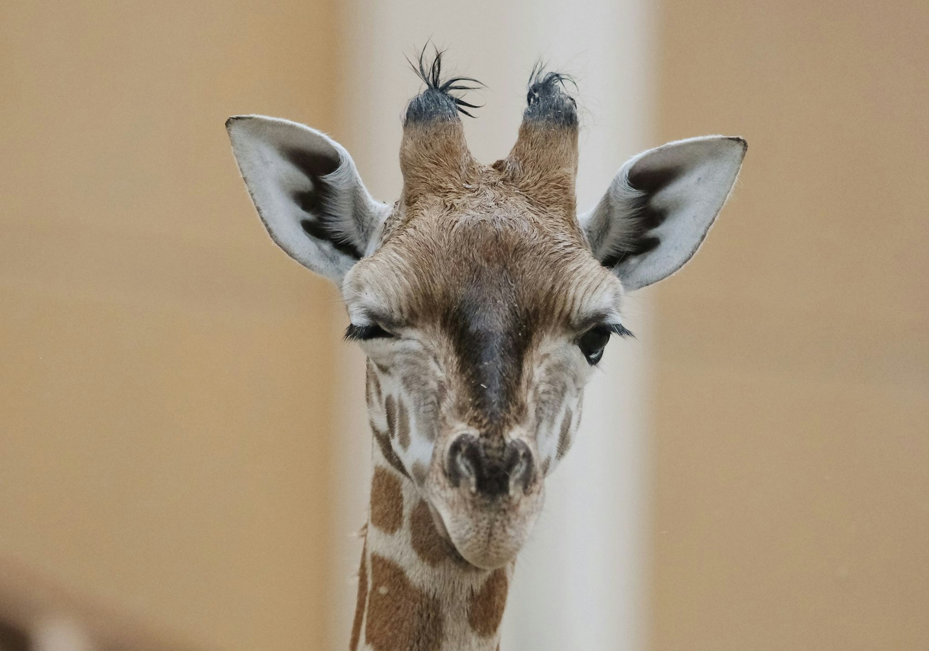 Dieser junge Giraffenbulle hat schon verstanden, wie man Herzen höher schlägen lasst und zwinkert in die Kamera. Der kleine Kiano wurde im Zoo Leipzig getauft und dürfte künftig auf vielen weiteren Bildern von Besuchern zu sehen sein.