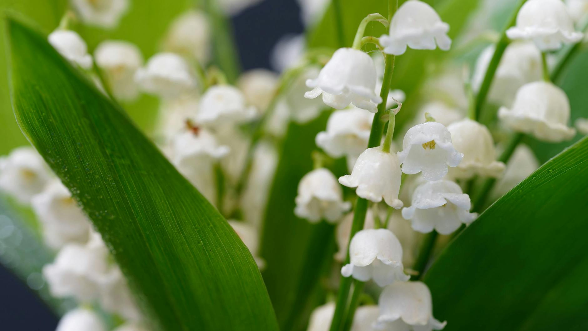 Maiglöckchen lassen sich an den becherförmigen Blüten erkennen und riechen auch nicht nach Knoblauch.