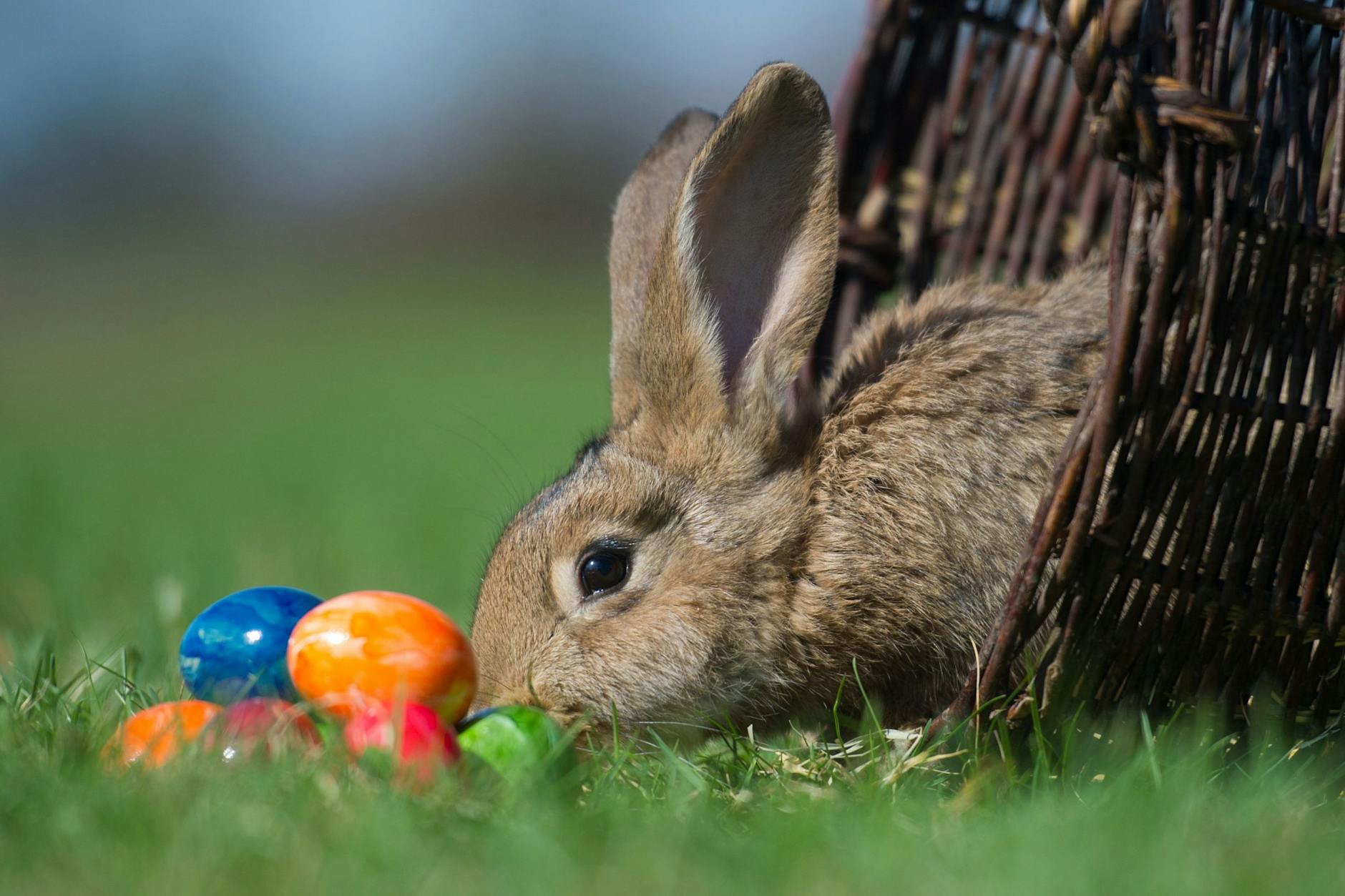 Ostereier können auch in den Gärten und Parks in Potsdam oder Berlin gesucht werden.