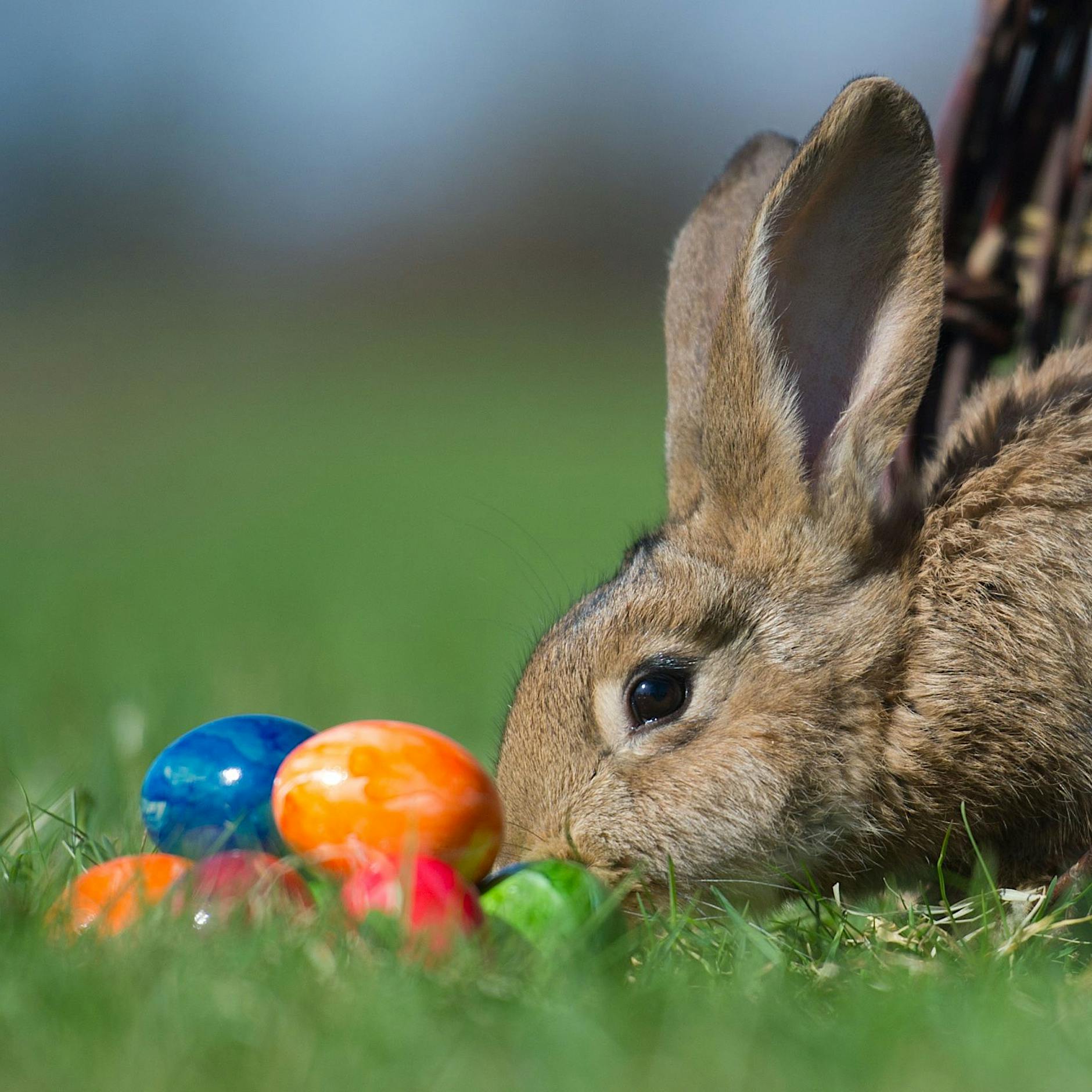 Ostereiersuche in Berlin und Umgebung: Wo es in Gärten und Parks möglich ist