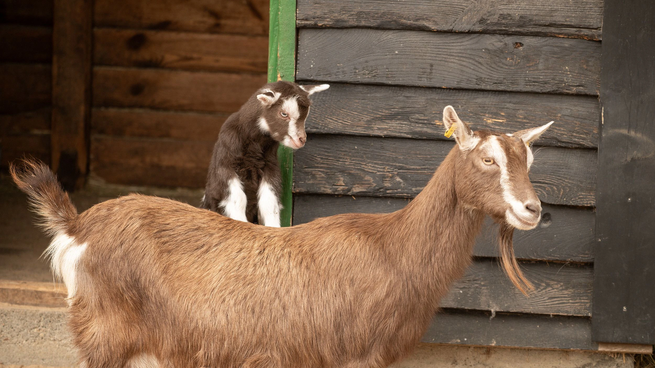 Rechtzeitig zu Ostern hat sich bei den Thüringer Waldziegen im Berliner Zoo Nachwuchs eingestellt.