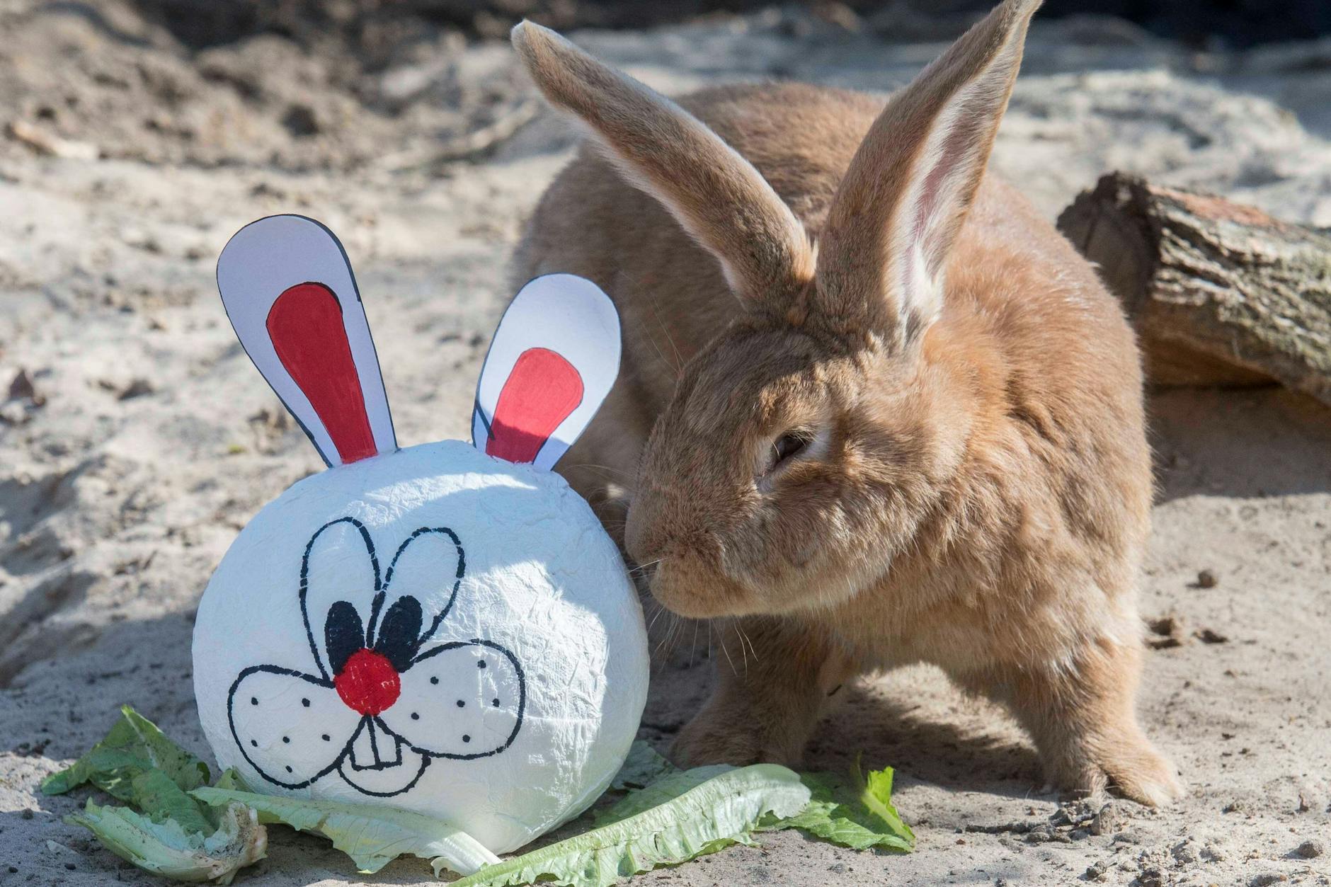 Ostern in Berlin: Da ist in der Stadt tierisch viel los. Mit viel Glück begegnet man auch dem Osterhasen, nicht nur im Tierpark Berlin.