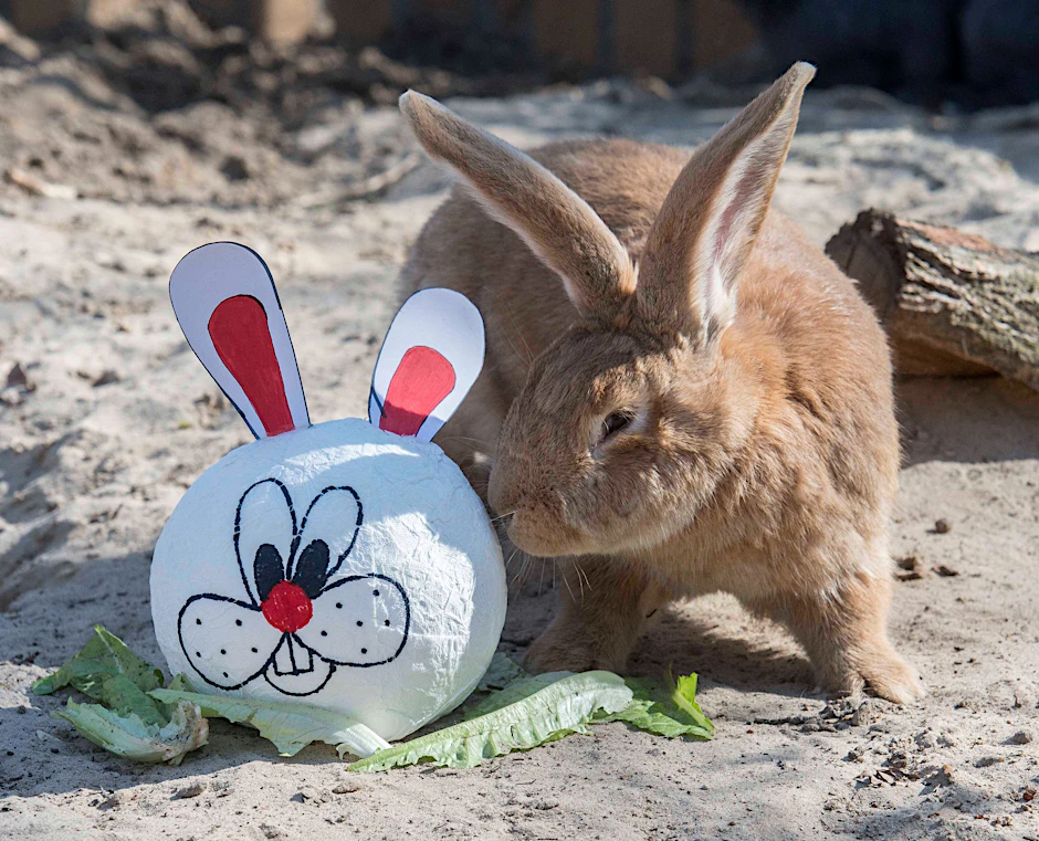 Ostern in Berlin: Da ist in der Stadt tierisch viel los. Mit viel Glück begegnet man auch dem Osterhasen, nicht nur im Tierpark Berlin.