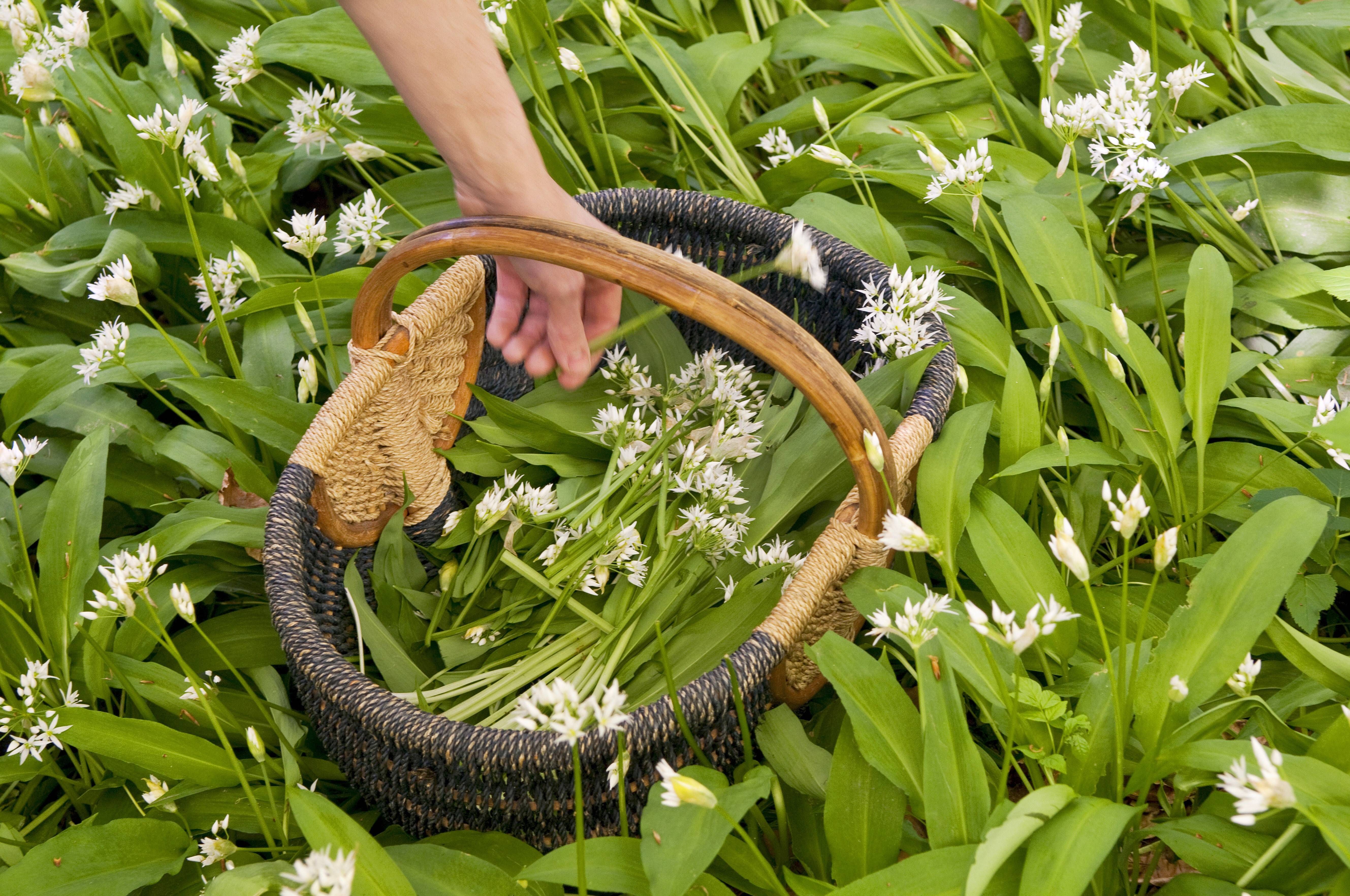 Ehepaar kocht sich vermeintliche Bärlauch-Suppe - tot!
