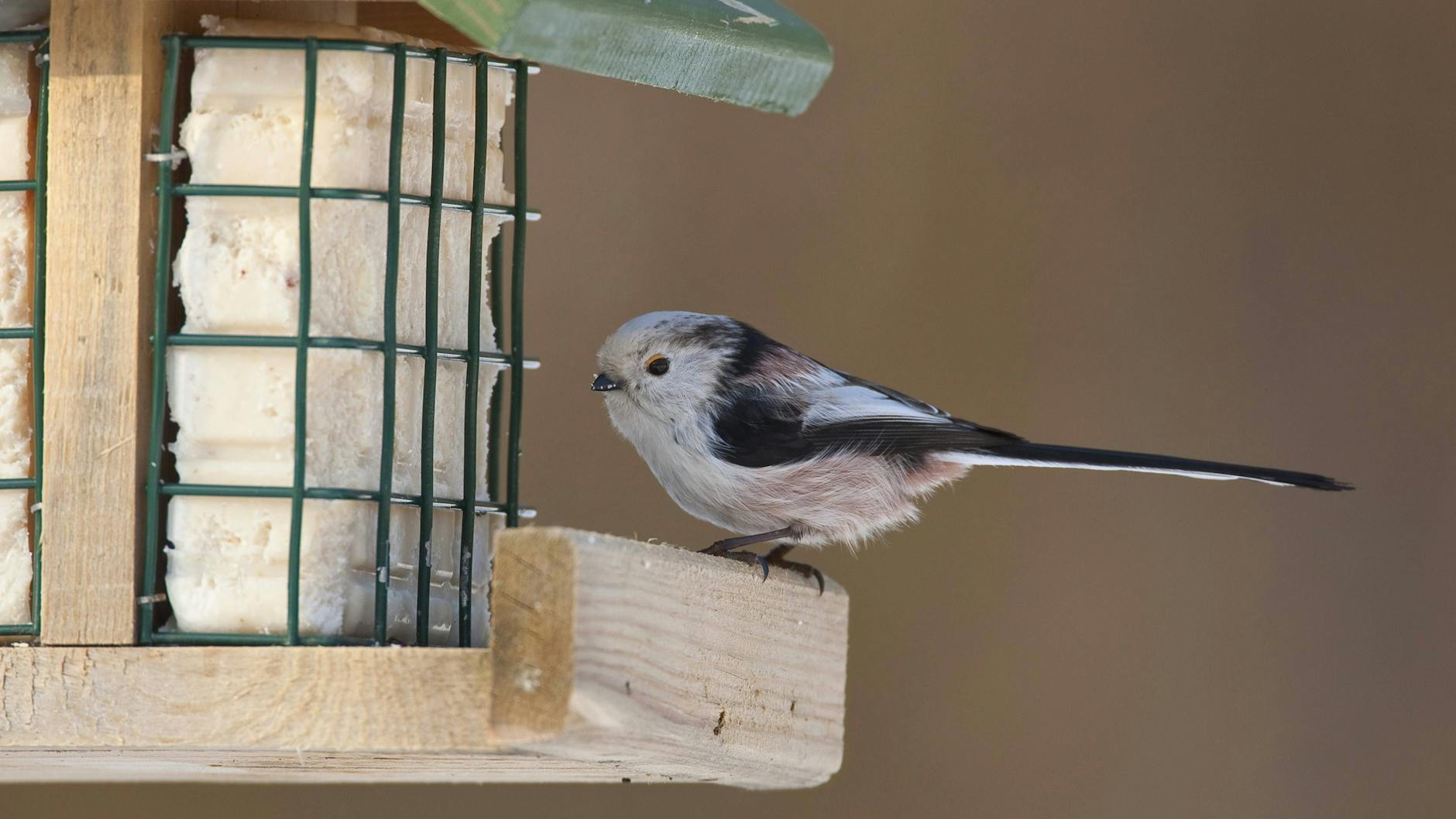 Sogar ein Vogelhäuschen sollte ich für meine Schwanzmeise anschaffen, rieten mir die Leser. Doch nun ist sie nicht mehr da.