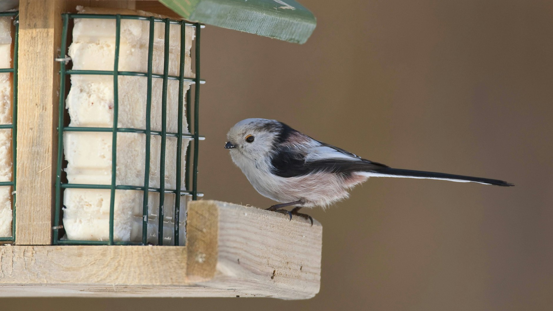 Sogar ein Vogelhäuschen sollte ich für meine Schwanzmeise anschaffen, rieten mir die Leser. Doch nun ist sie nicht mehr da.