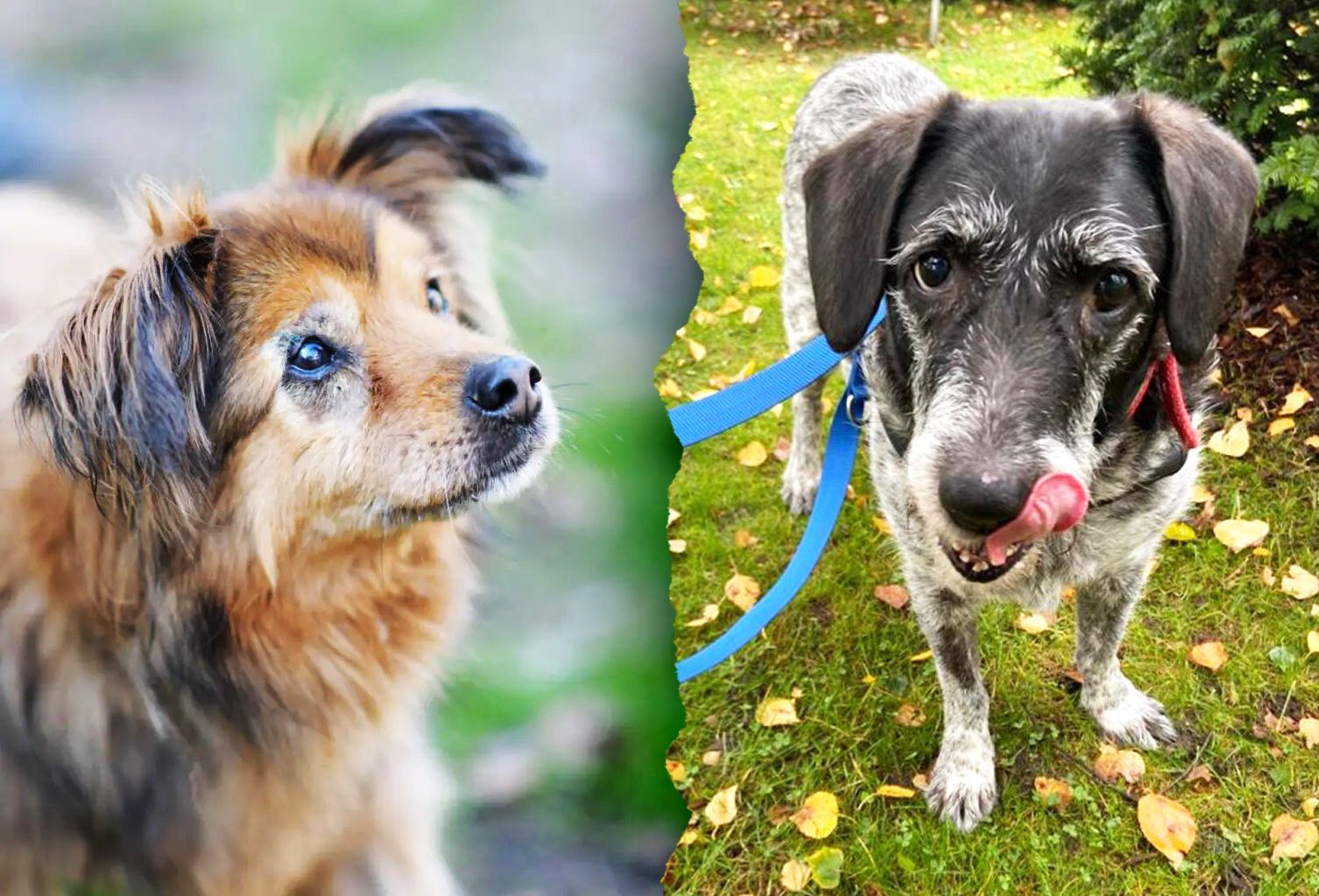 Traurig! Hildegart und Girly: Müssen diese Hunde-Omis im Tierheim sterben?