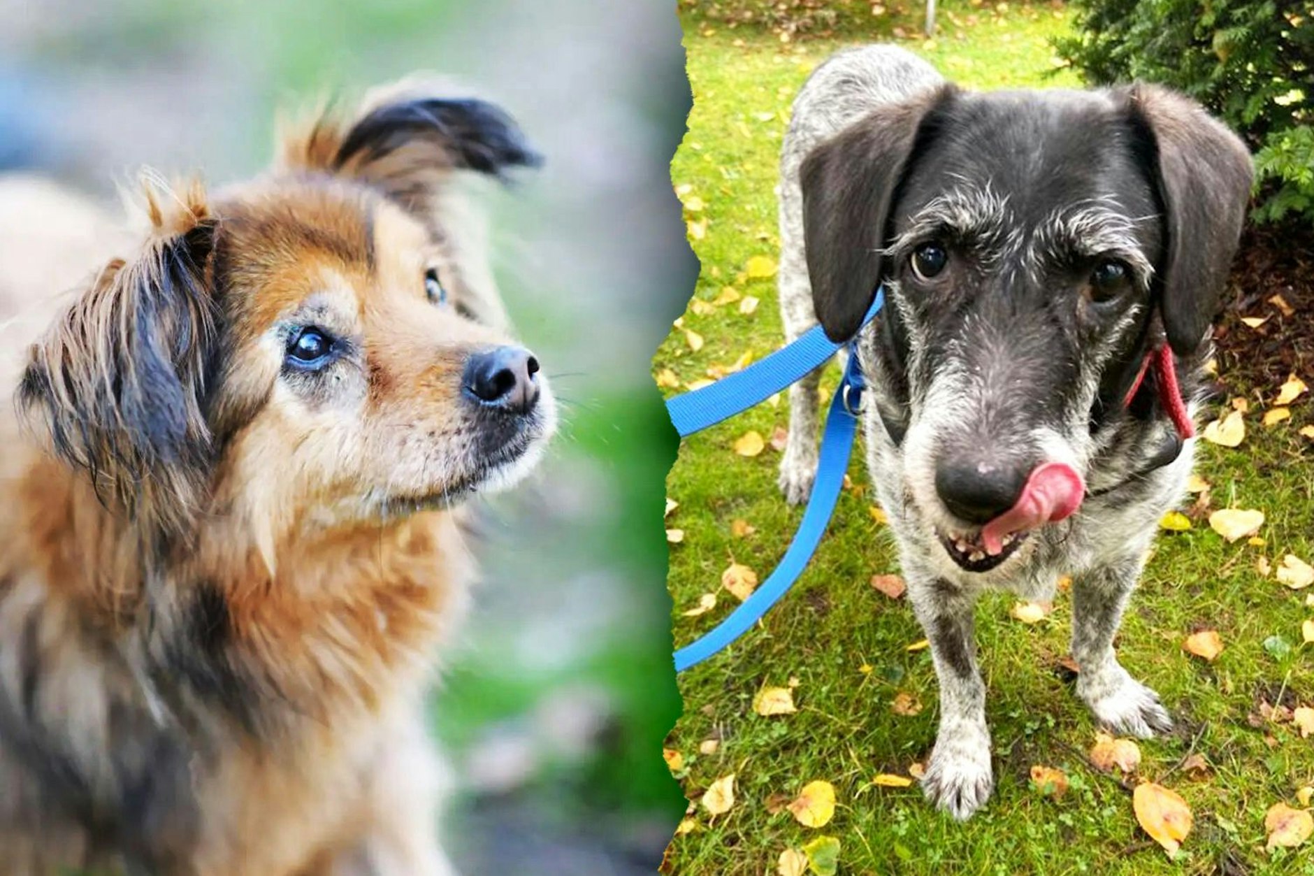 Girly (links) und Hildegart warten im Tierheim Berlin auf ein neues Zuhause. die Hunde-Omis wünschen sich noch ein letztes Mal ein eigenes Körbchen.