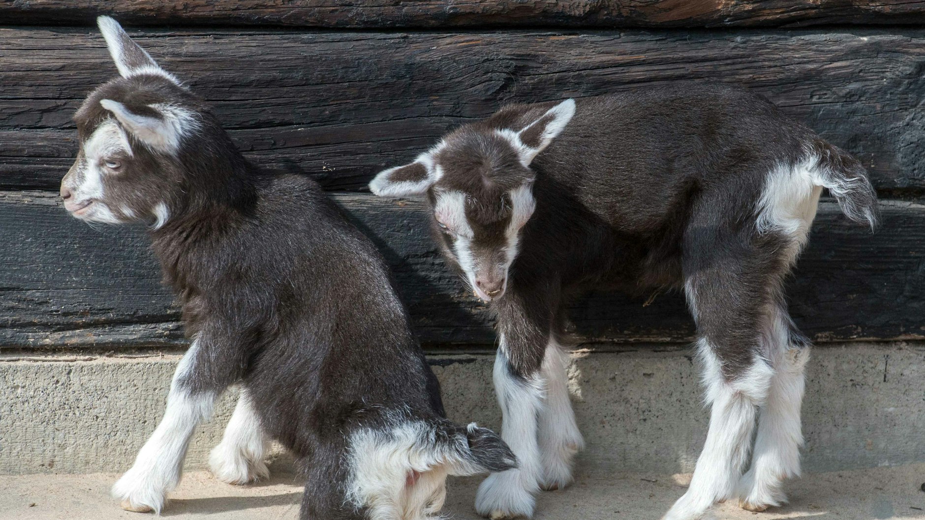 Nachwuchs bei den Thüringer Waldziegen: Im Berliner Zoo kamen sogar Zwillinge zur Welt.