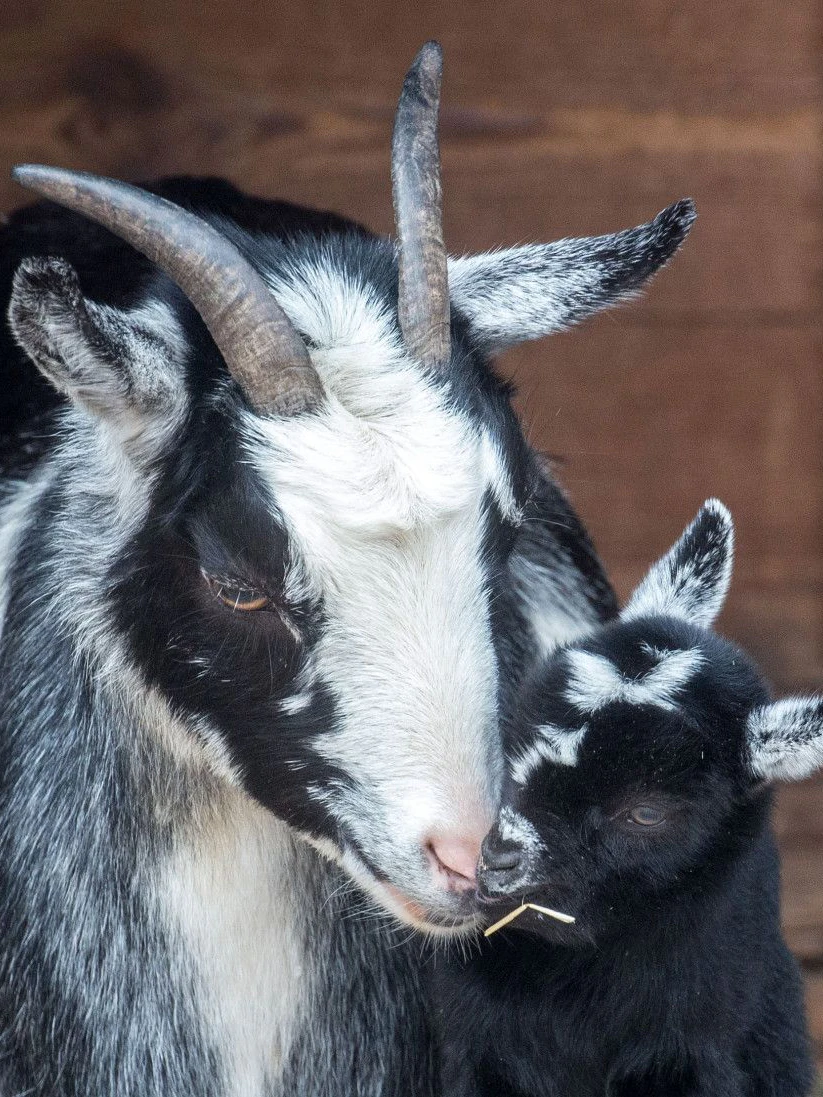 Süß wie das Kleine mit Mama kuschelt: Auch die Afrikanischen Wildziegen im Zoo haben Nachwuchs.&nbsp;