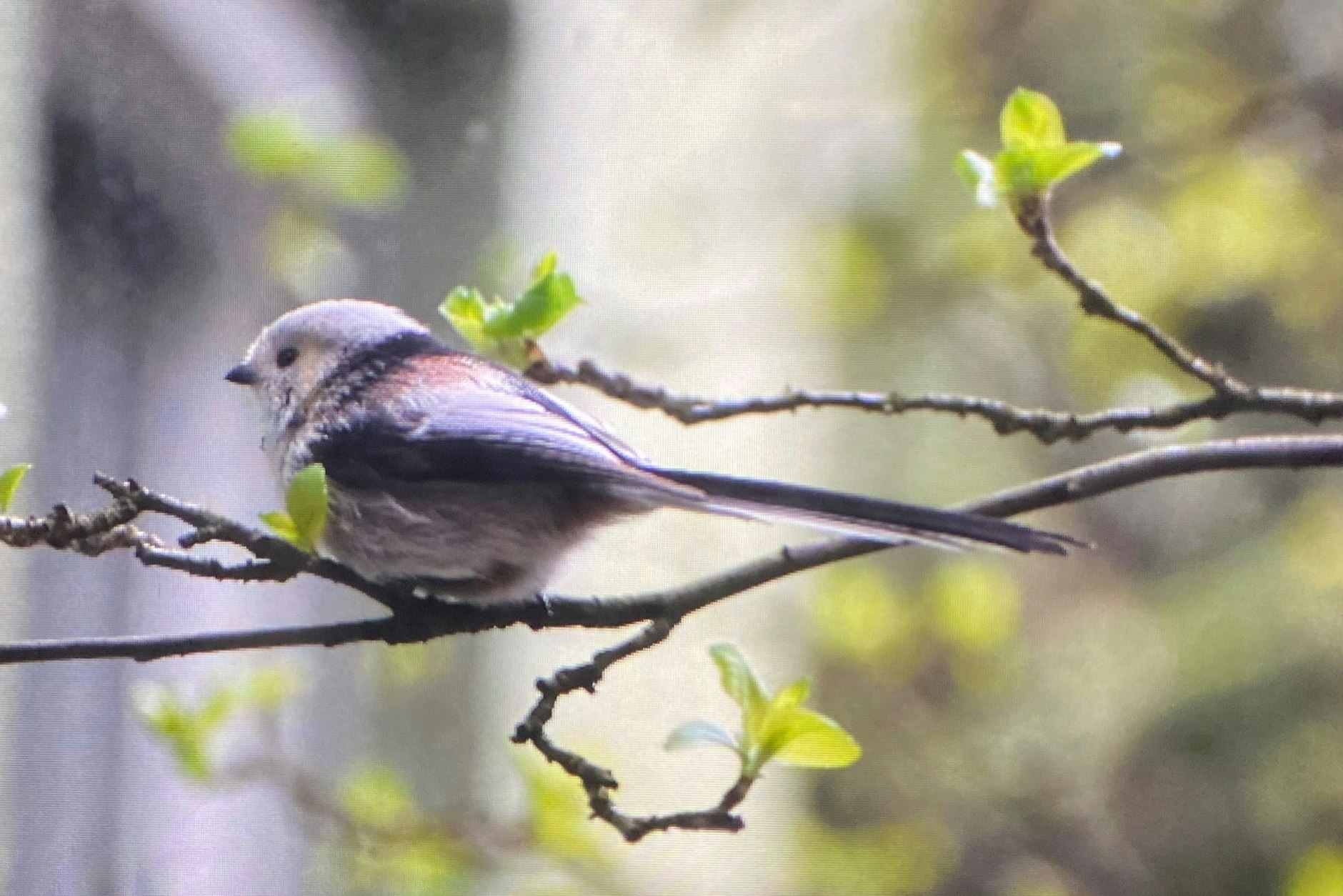 Meine bekloppte Meise durchs Fenster aufgenommen: Nach einer Woche Klopferei ist sie nun weg. 