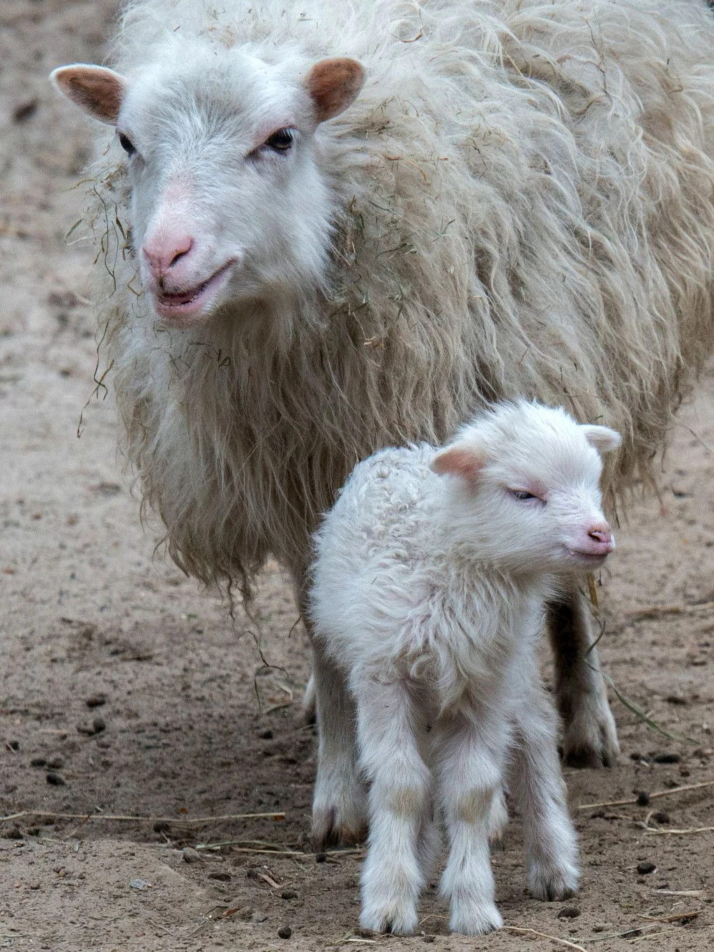 Nachwuchs bei den Skudden: Dieses kleine Lämmchen ist mit Mama im Tierpark unterwegs.