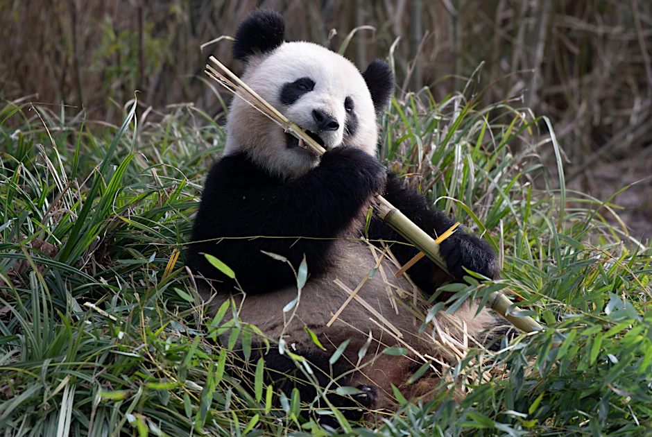 Panda-Dame Meng Meng läßt es sich im Zoo Berlin den Bambus schmecken. Und sie gibt schon Liebeslaute von sich.