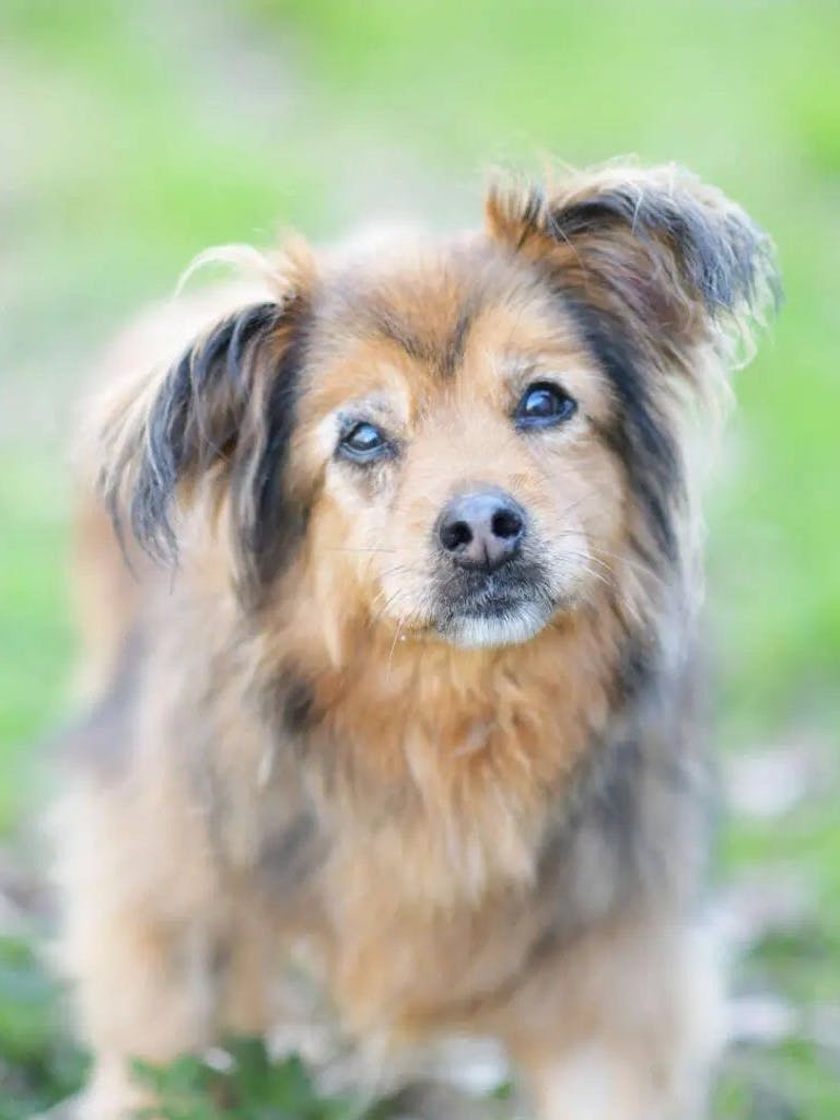 Auch Girly hofft, dass sie sich noch einmal in einem eigenen Körbchen zusammenrollen darf. Momentan lebt die Hunde-Omi noch im Tierheim Berlin.