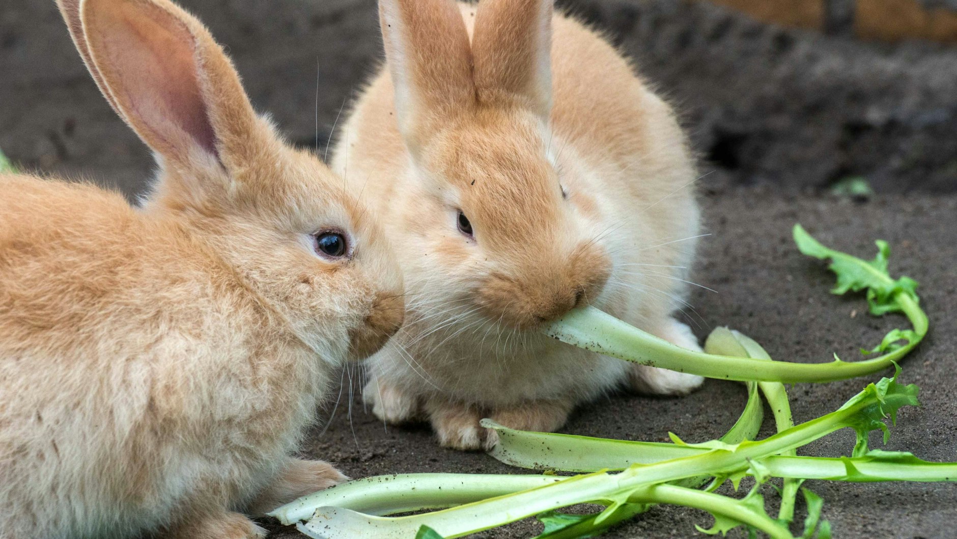 Nachwuchs bei den Riesenkaninchen im Tierpark Berlin: Hier mümmeln zwei der vier Jungtiere, die bereits im Januar zur Welt kamen.