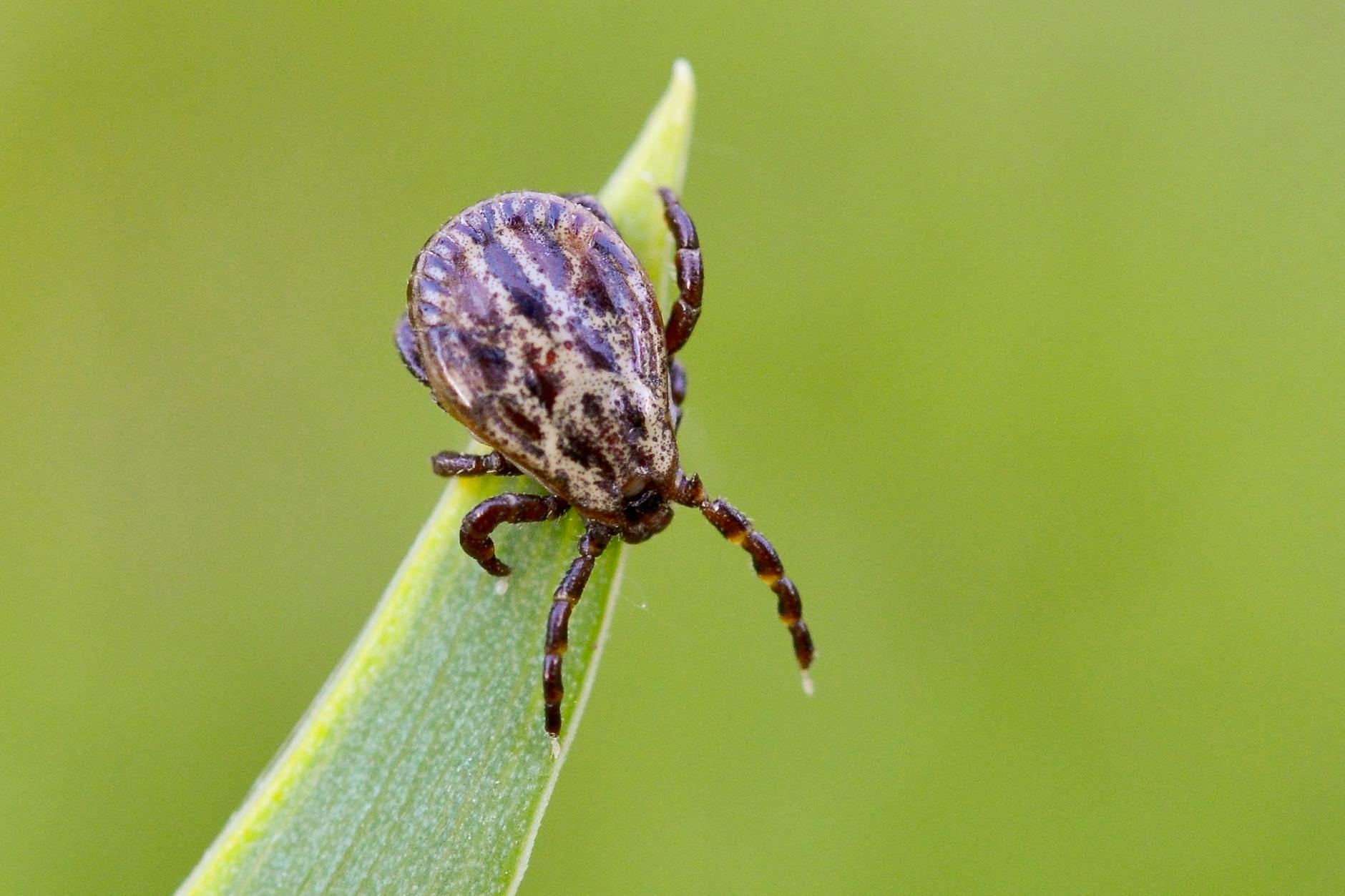 Zecken lauern in Gebüschen oder in hohem Gras und können Krankheiten wie Borreliose und FSME übertragen. 