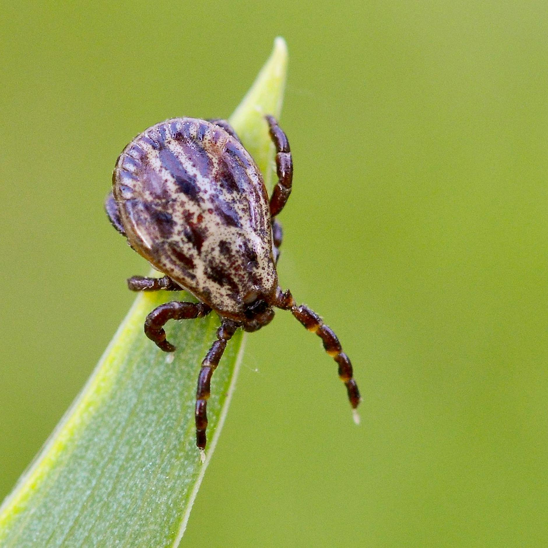 Zecken in Brandenburg wieder aktiv: Warnung im Landkreis Oberhavel