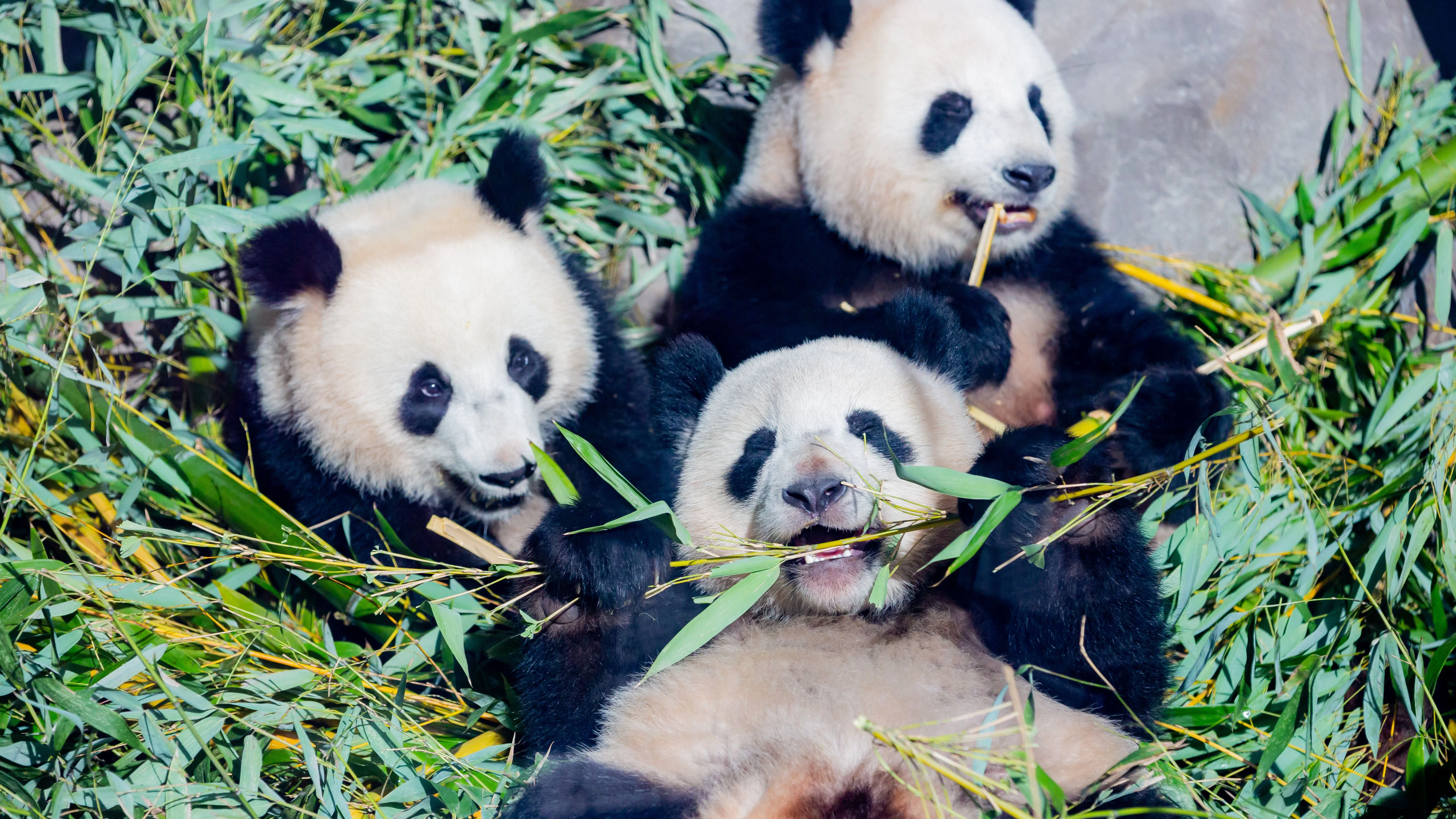 Panda-Mama Meng Meng mit ihren Zwillingen Pit (l.) und Paule beim Fressen: Das war 2021. Mittlerweile sind die Jungtiere in China.