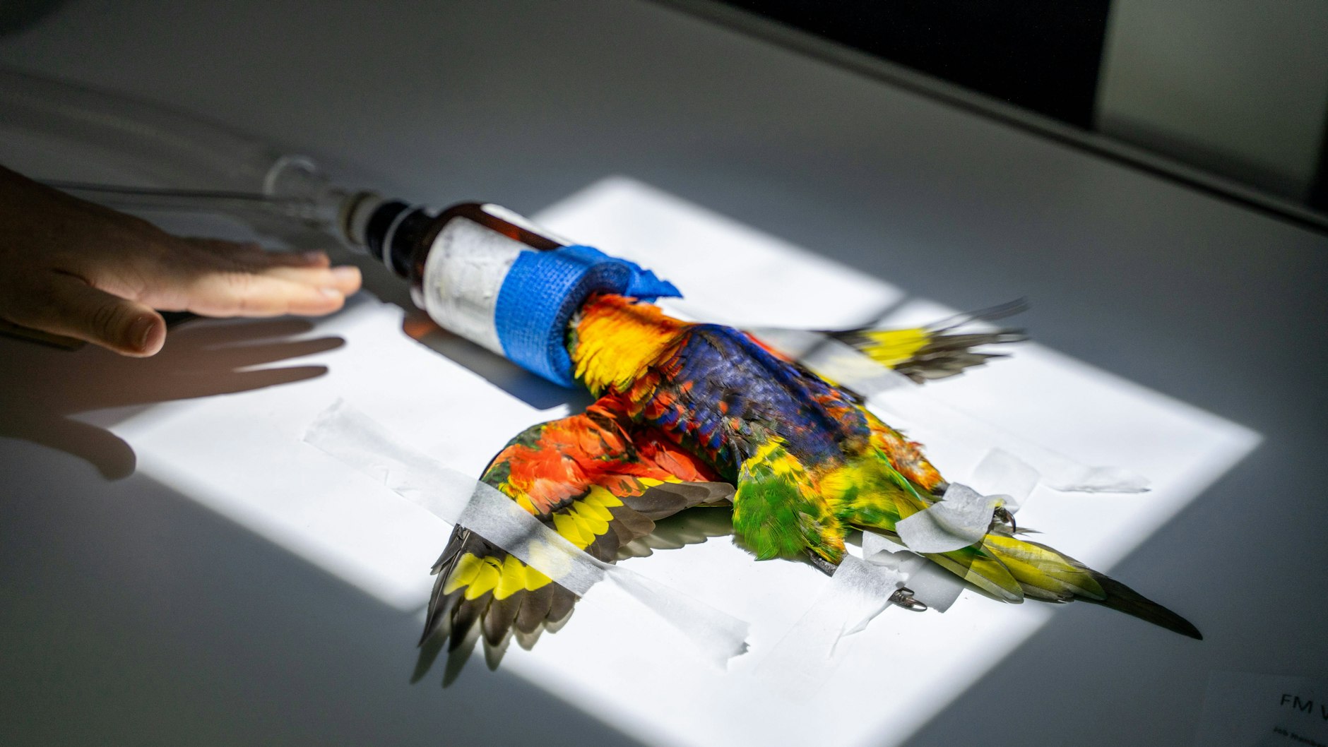 Die Vögel werden auf Herz und Nieren untersucht – doch bisher weiß niemand, was der Grund für das seltsame Phänomen ist.