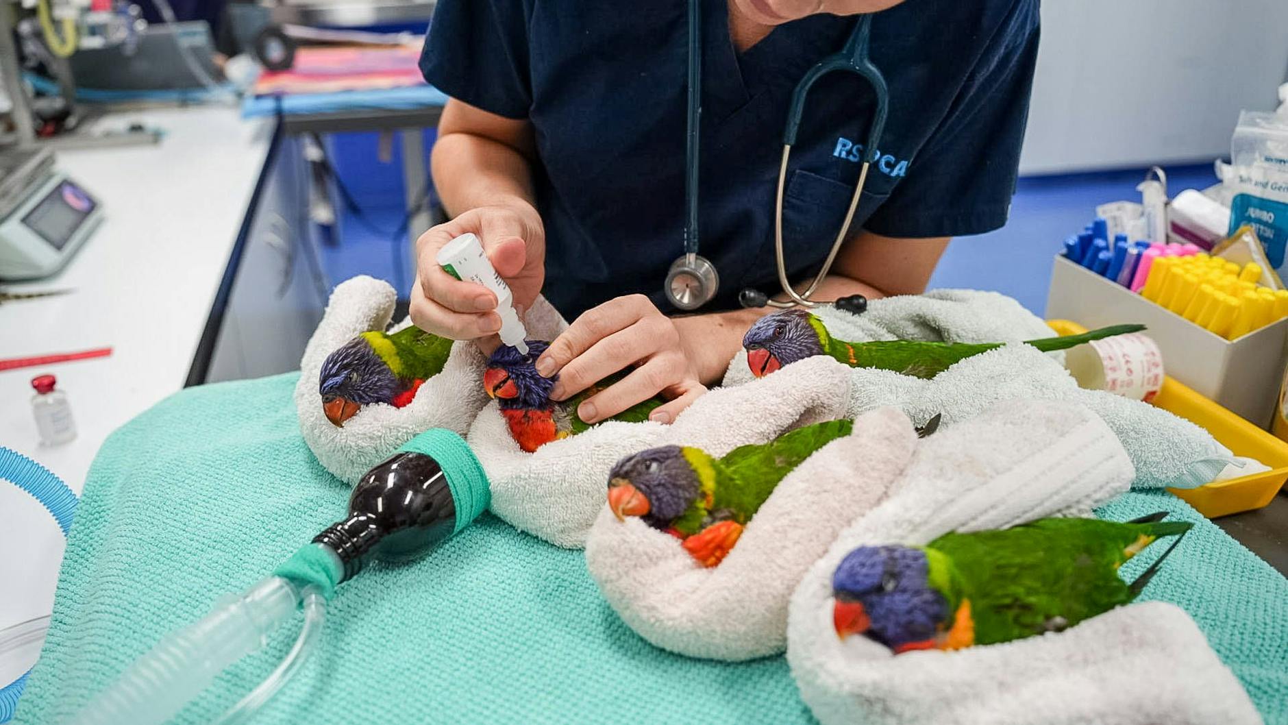 In Tierkliniken und bei Tierärzten werden die paralysierten Vögel versorgt.