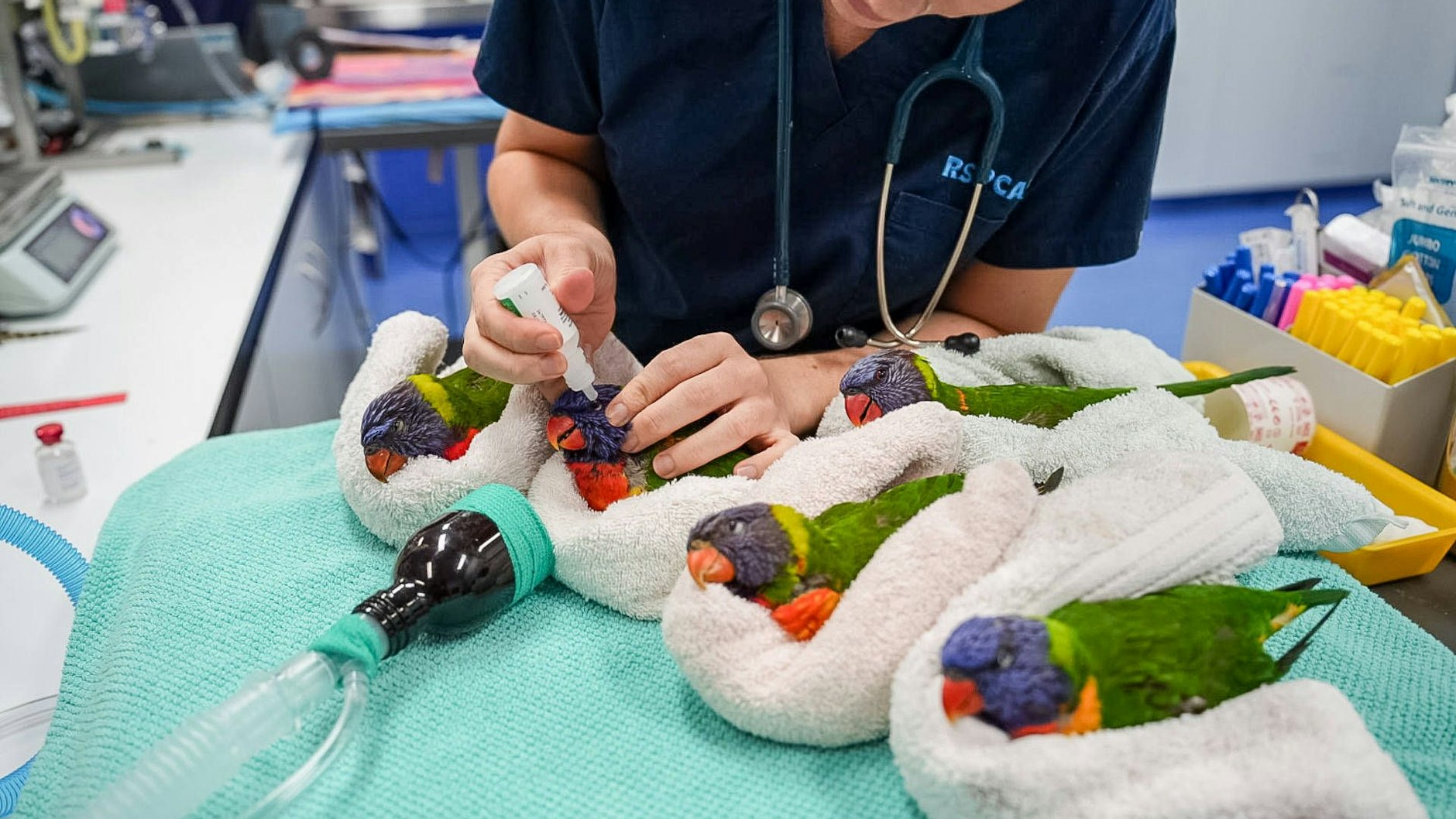 In Tierkliniken und bei Tierärzten werden die paralysierten Vögel versorgt.