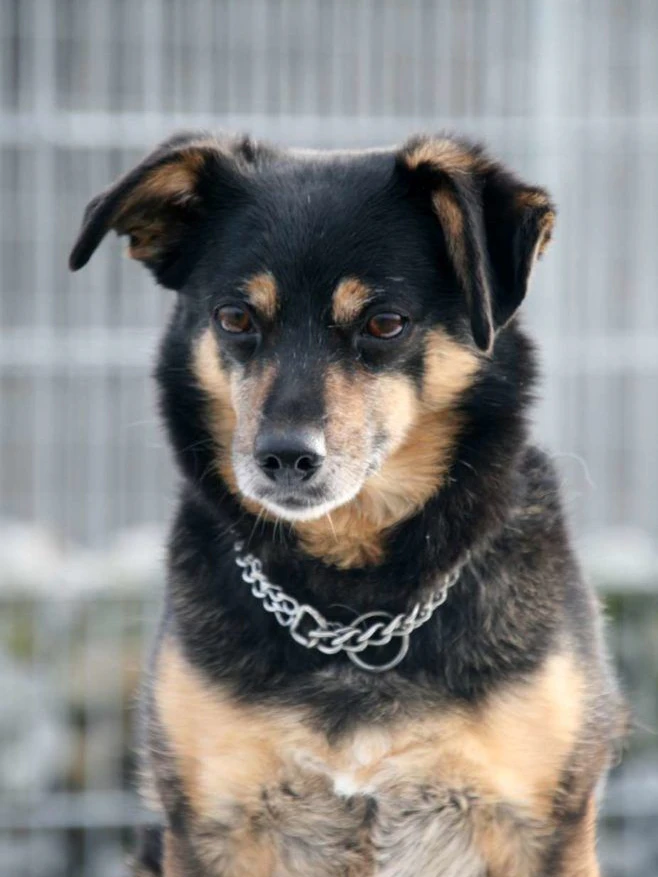 Mr. Fu wurde 2007 geboren - und lebt bereits seit dem Jahr 2009 im Tierheim Berlin.