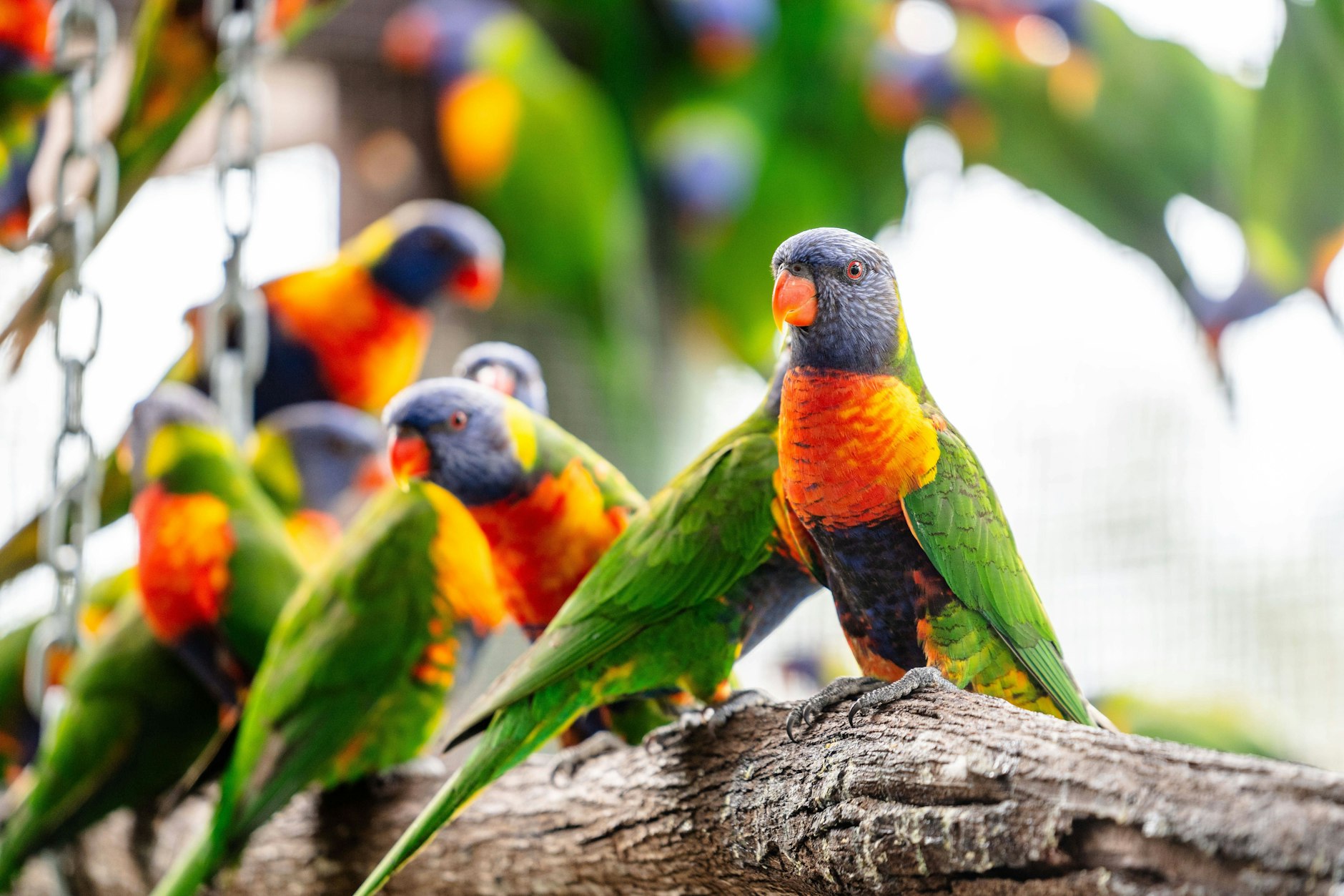 Regenbogen-Loris sind wunderschöne Vögel – doch in Australien fallen sie einfach zu Tausenden vom Himmel.